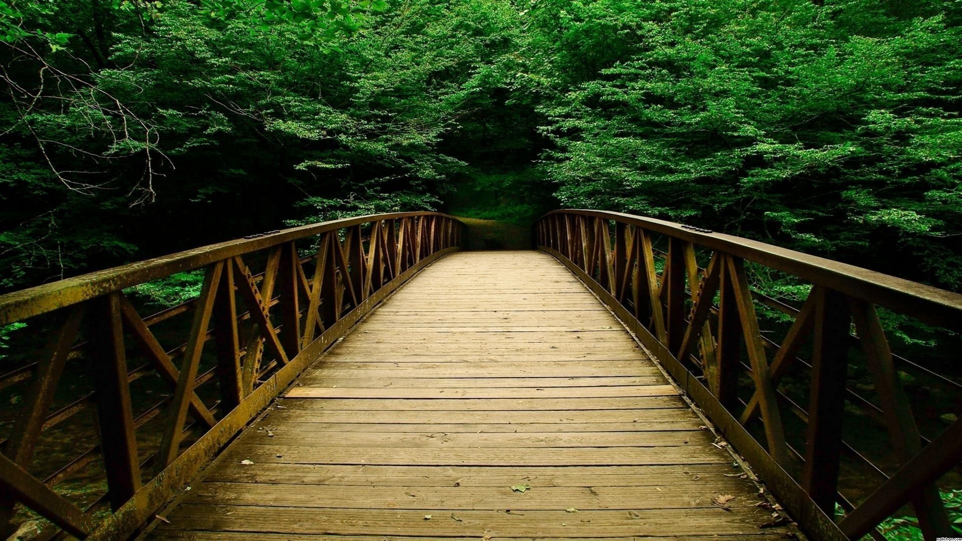 1920x1080 Wallpaper | Nature | photo | picture | forest, bridge, tree, patch Wallpaper