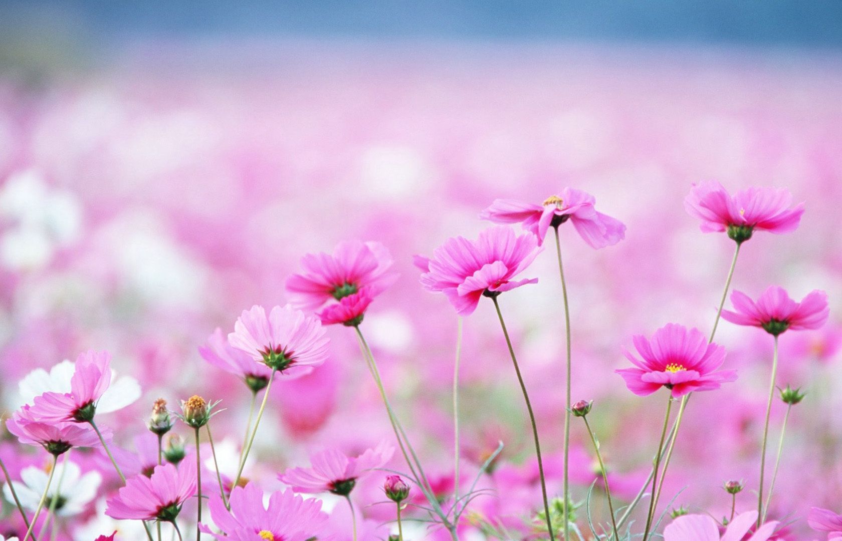 Pretty Flowers Wallpapers 4k HD Pretty Flowers Backgrounds on Pretty Flowers Wallpapers 4k HD Pretty Flowers Backgrounds on