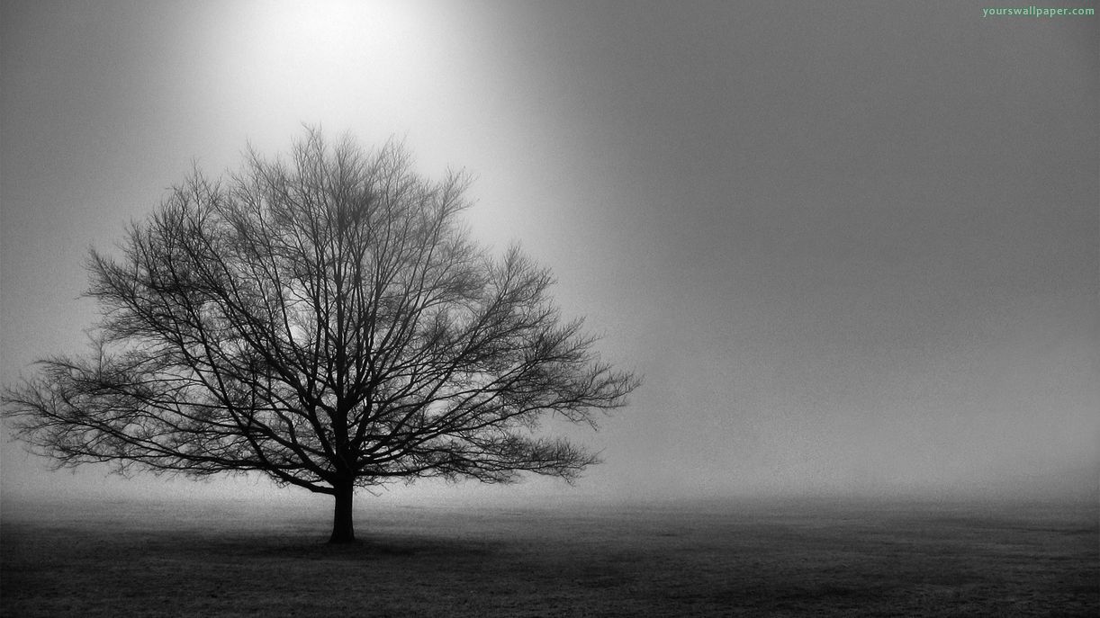 Black and White Tree Wallpapers - 4k, HD Black and White Tree