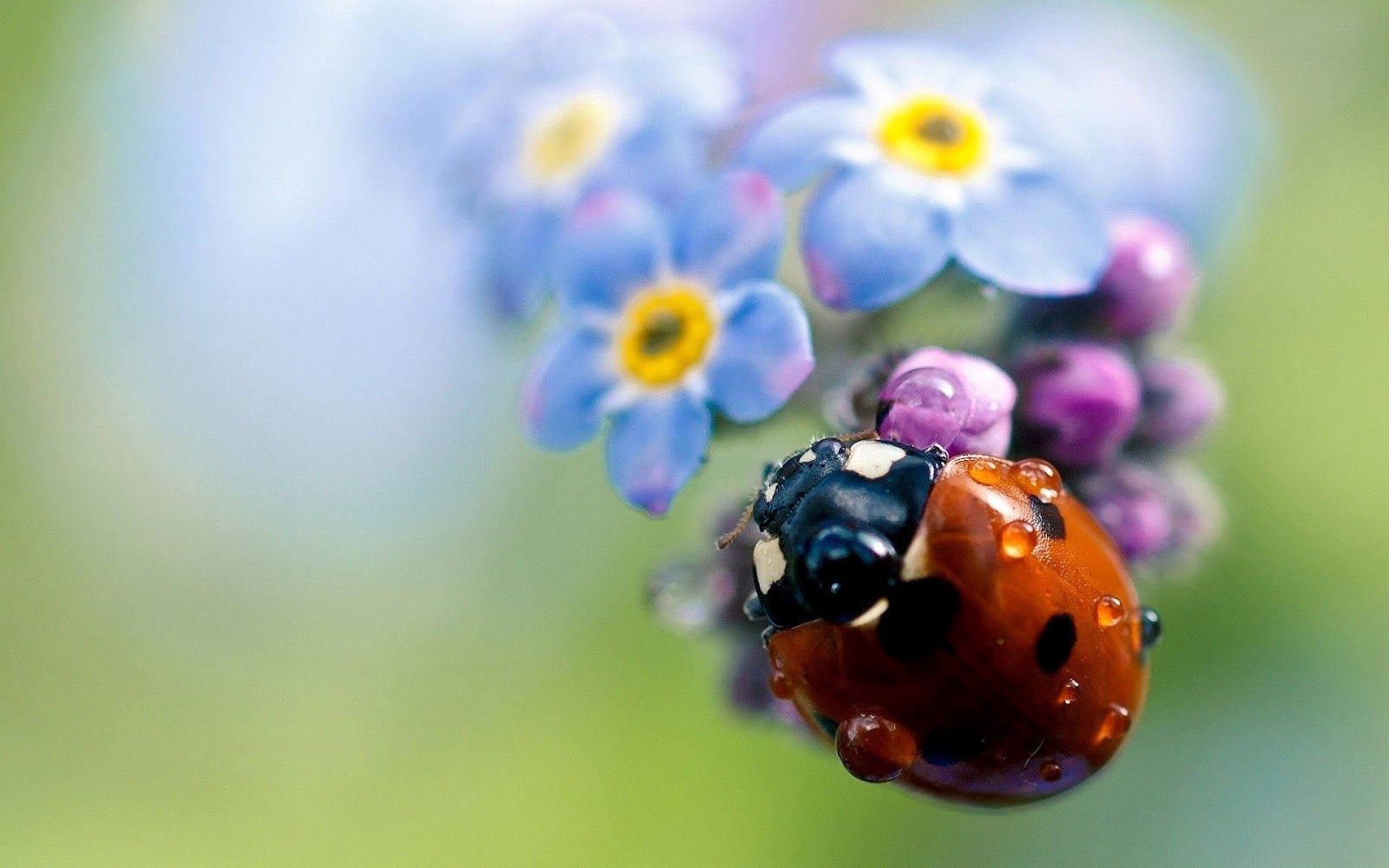 Flowers and Ladybugs Wallpapers - 4k, HD Flowers and Ladybugs