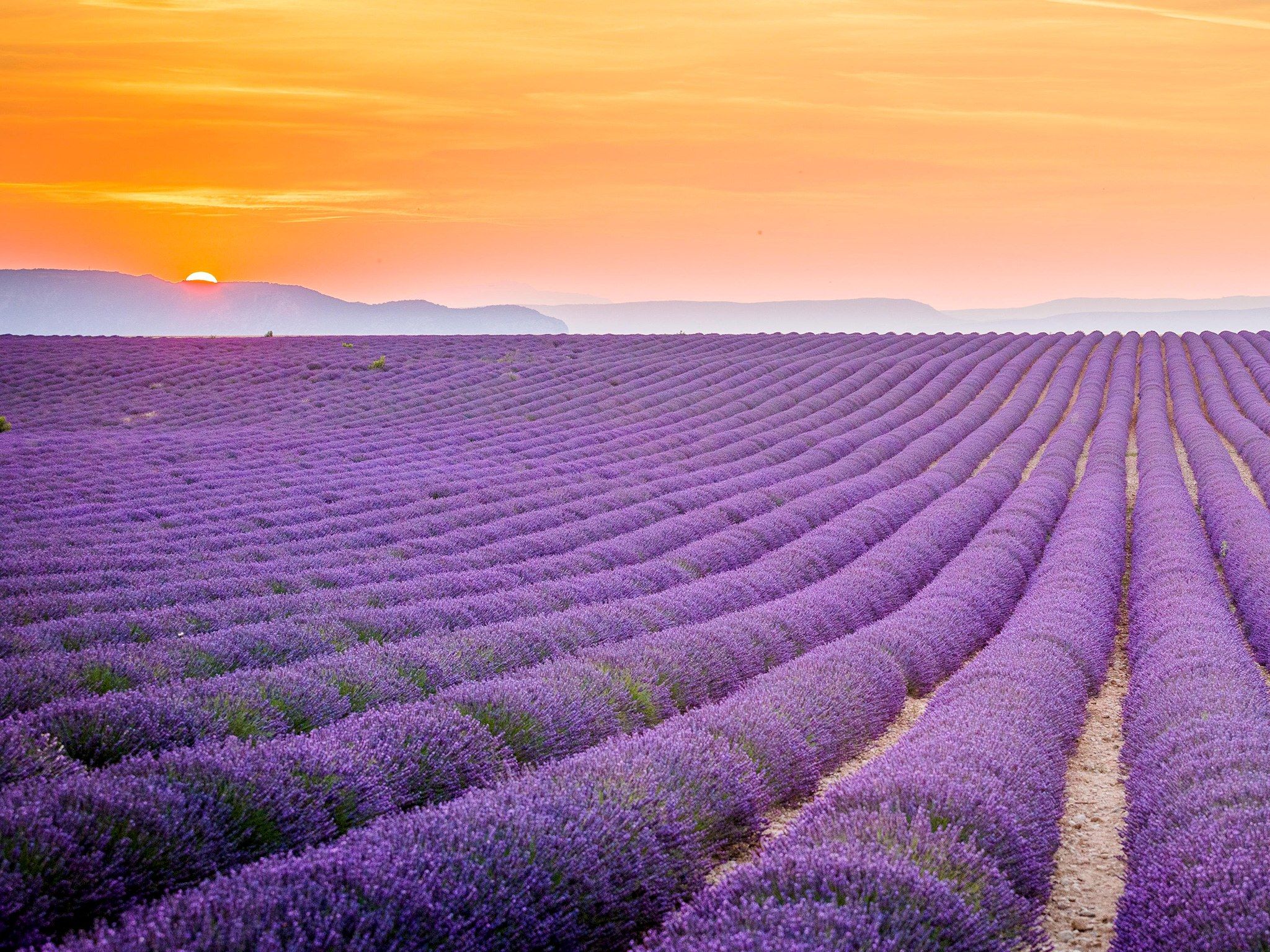 2048x1536 Lavender field, Provence, France HD Wallpaper | Background Image ... Wallpaper