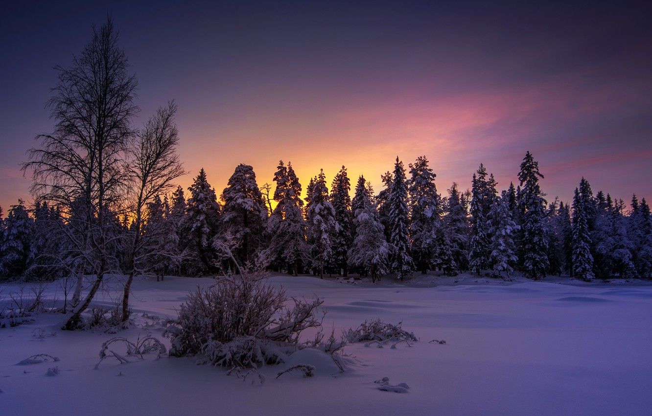 Winter Forest Wallpapers - 4k, HD Winter Forest Backgrounds on WallpaperBat