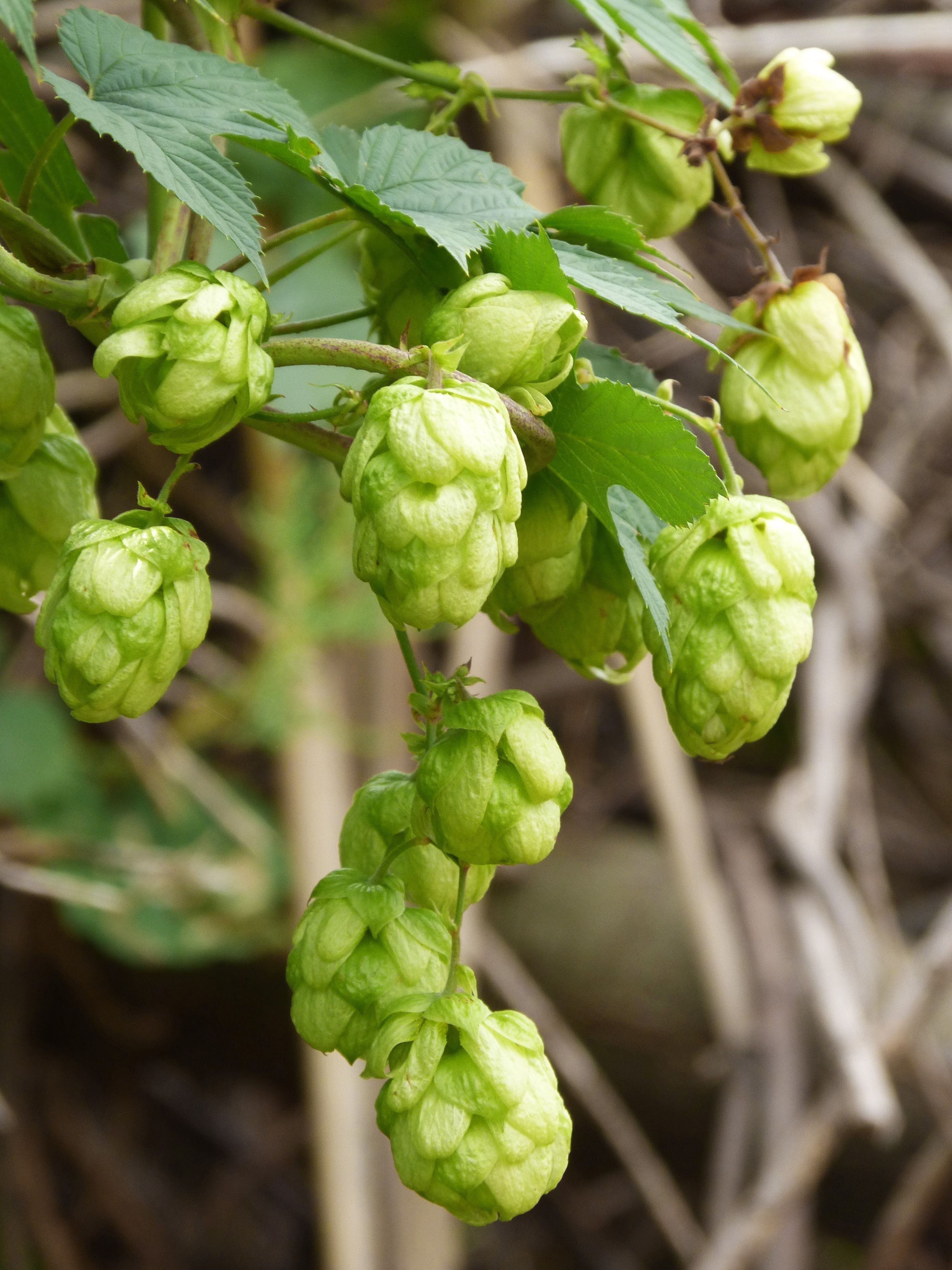 Hops Wallpapers - 4k, HD Hops Backgrounds on WallpaperBat