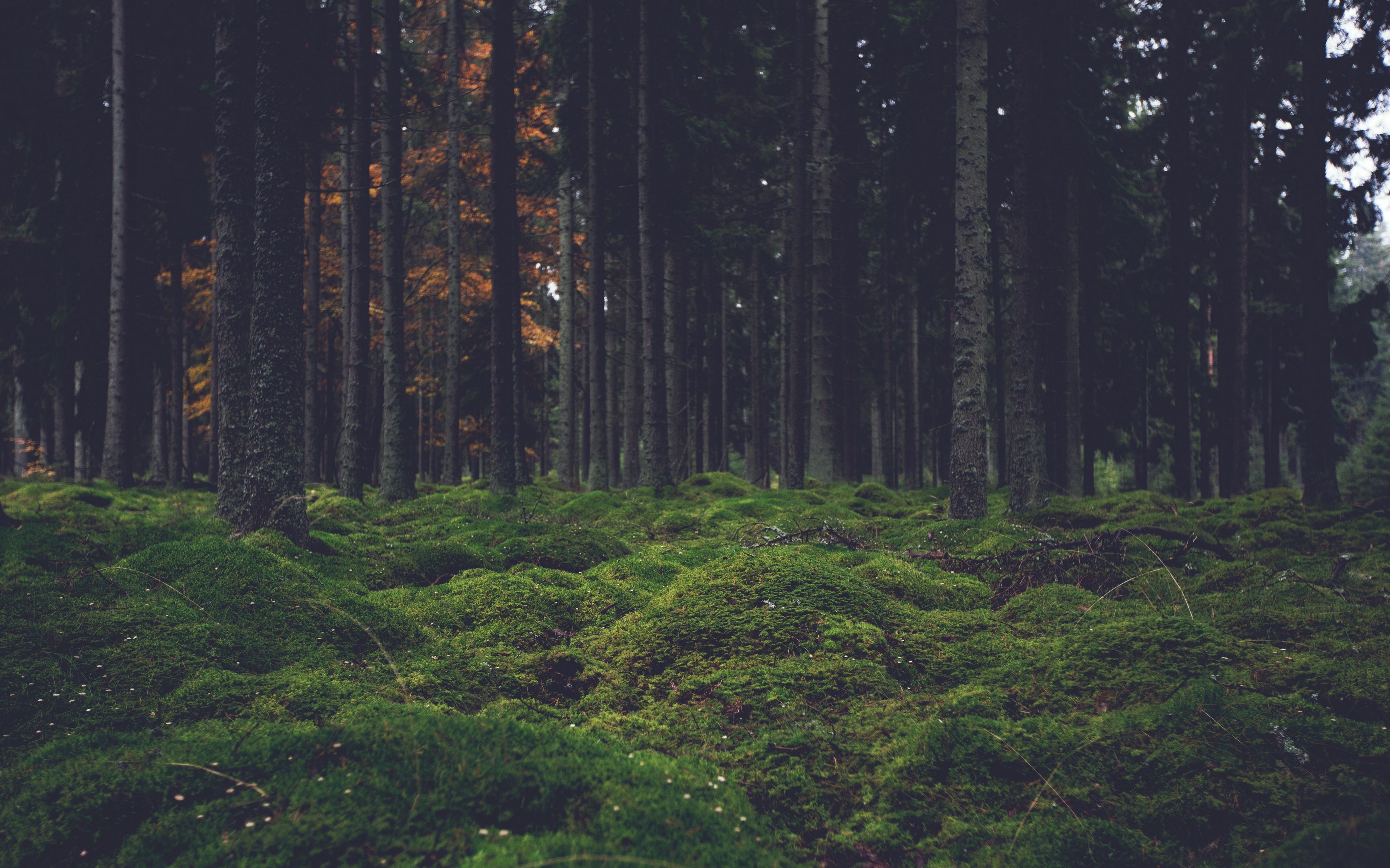 4K Dark Forest Wallpapers - 4k, HD 4K Dark Forest Backgrounds on