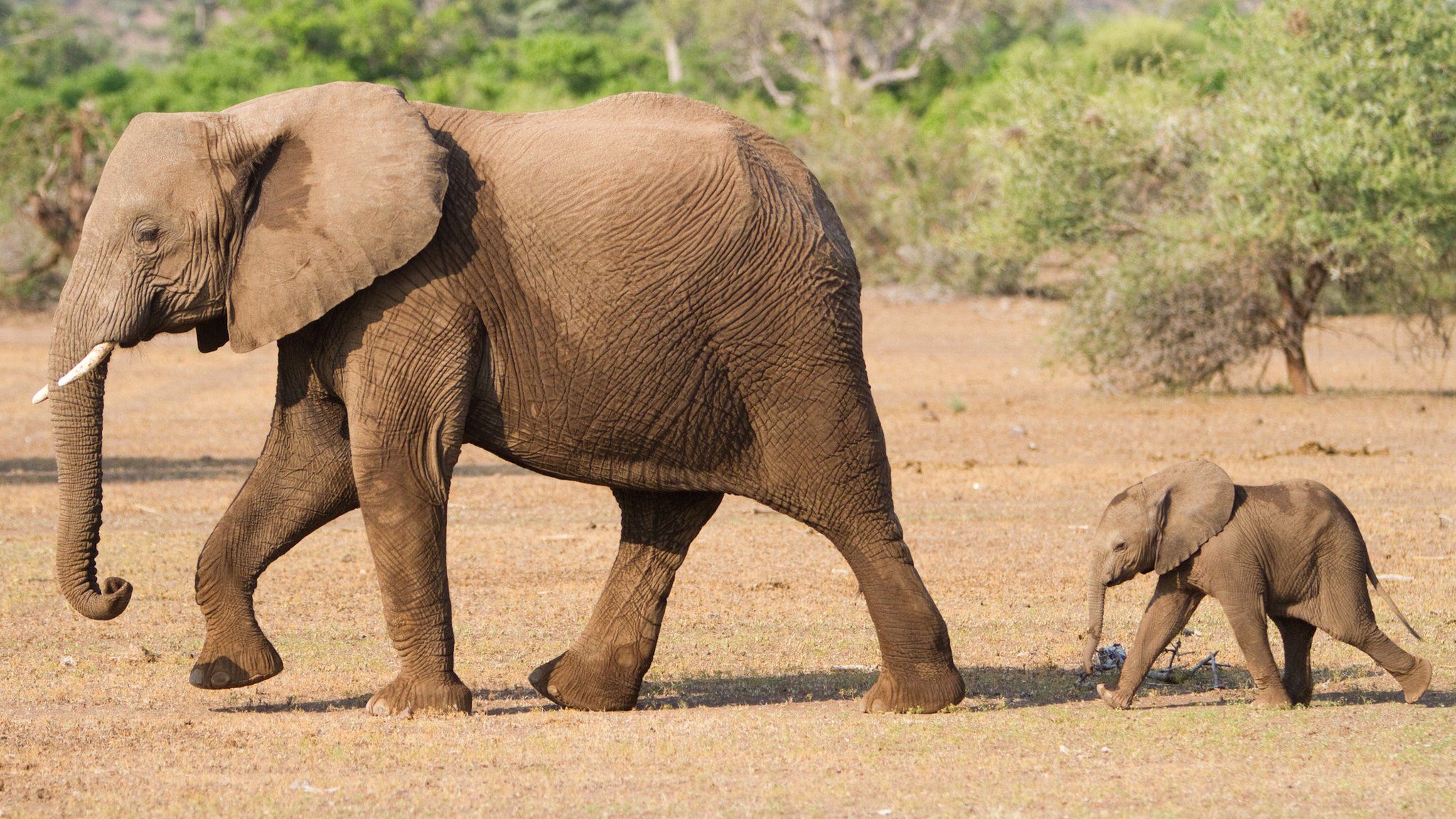 Big small animals. Животные слон. Индийский слон. Красивый Слоник. Самый большой слон в мире.