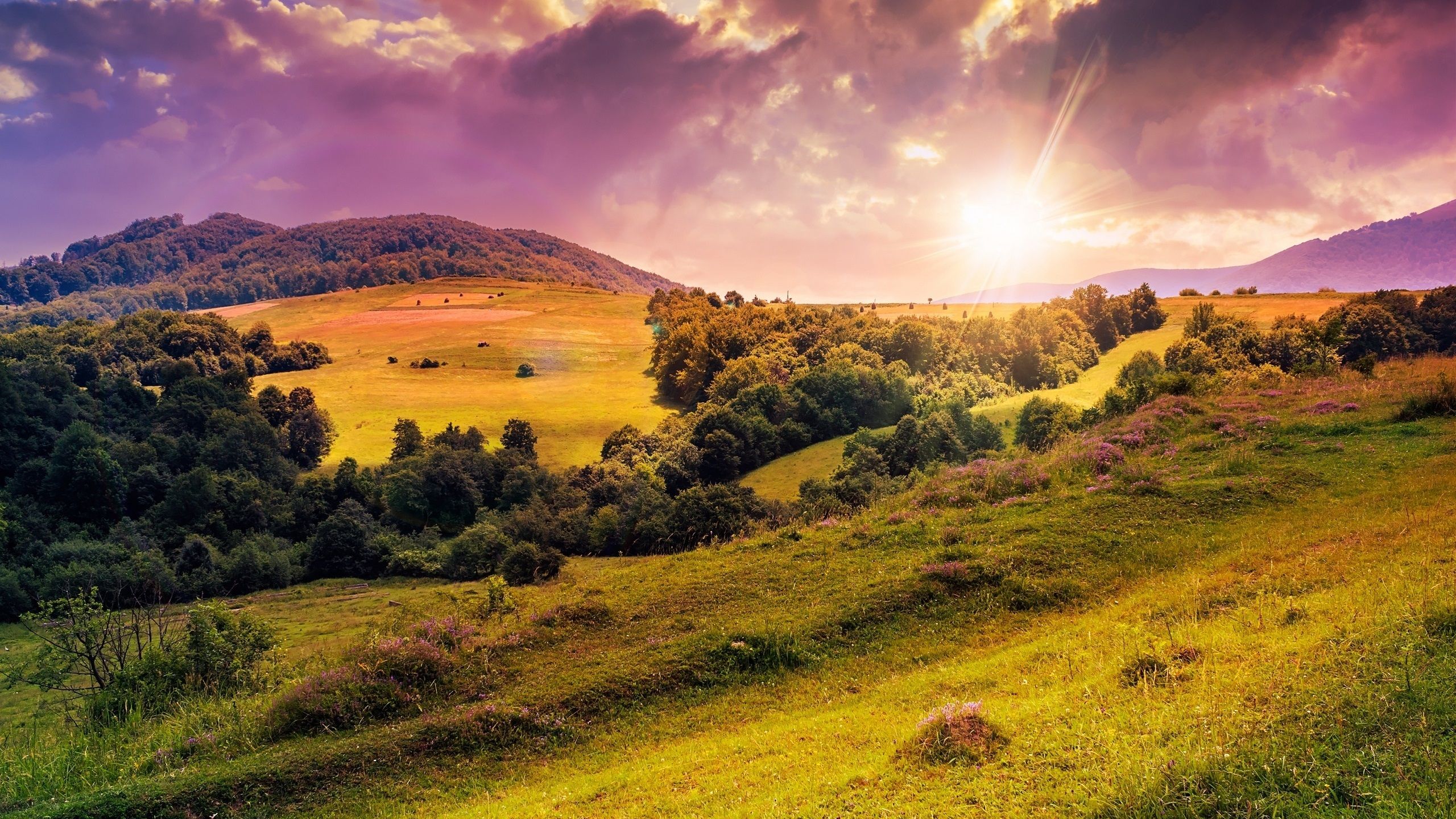 Sunrise Meadow Wallpapers - 4k, HD Sunrise Meadow Backgrounds on ...