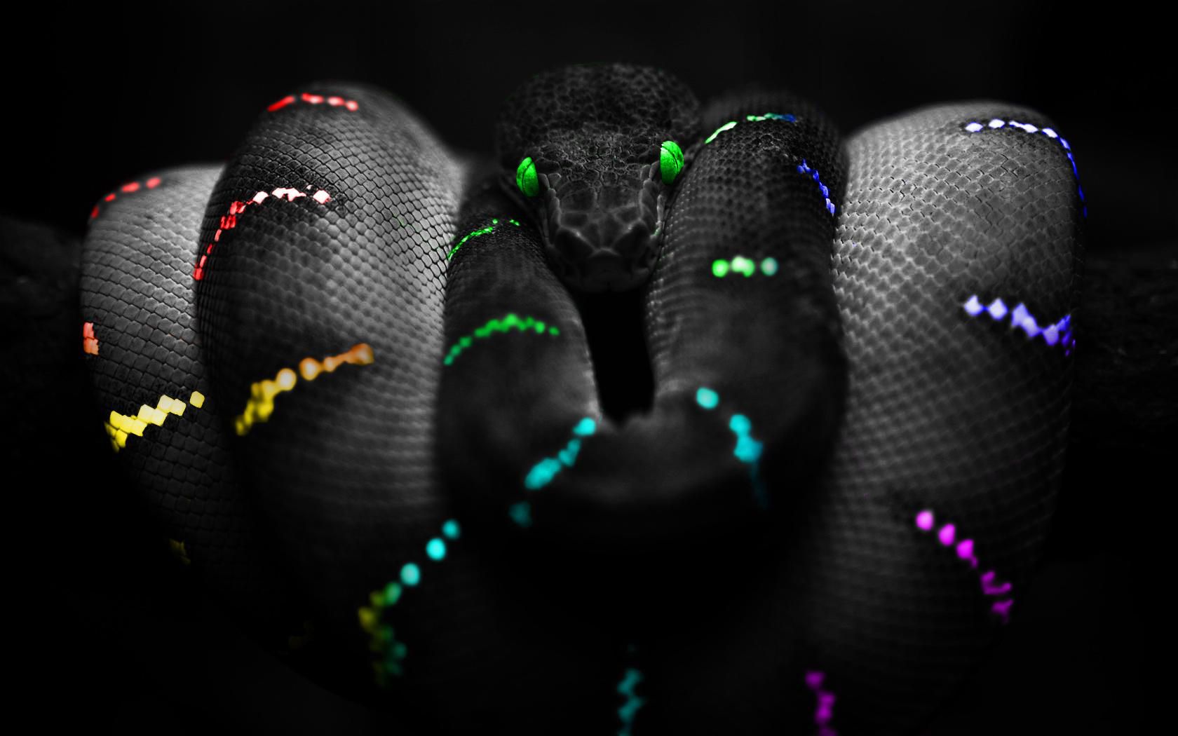 Python Wallpapers - 4k, HD Python Backgrounds on WallpaperBat