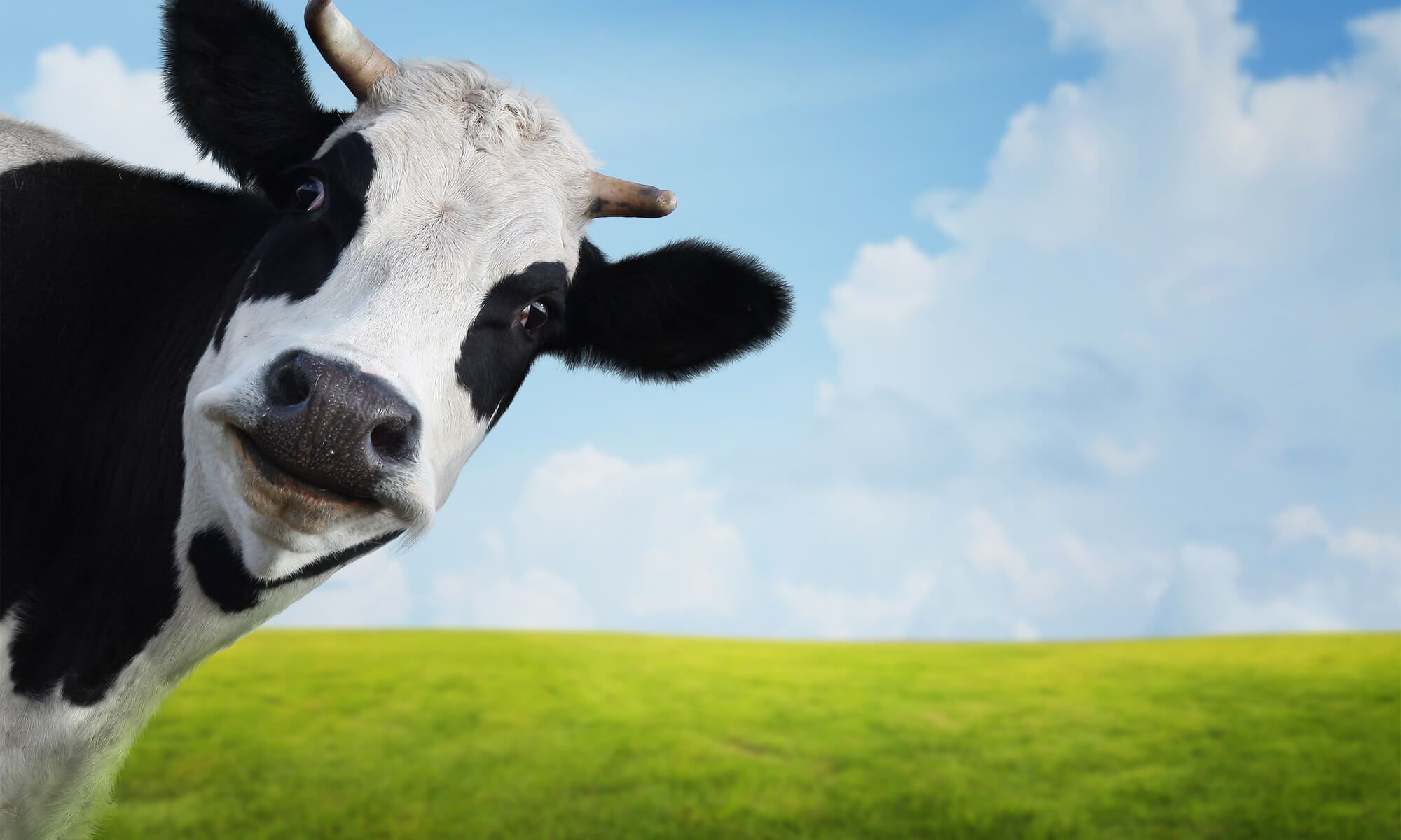 Cow Wallpapers K HD Cow Backgrounds On WallpaperBat