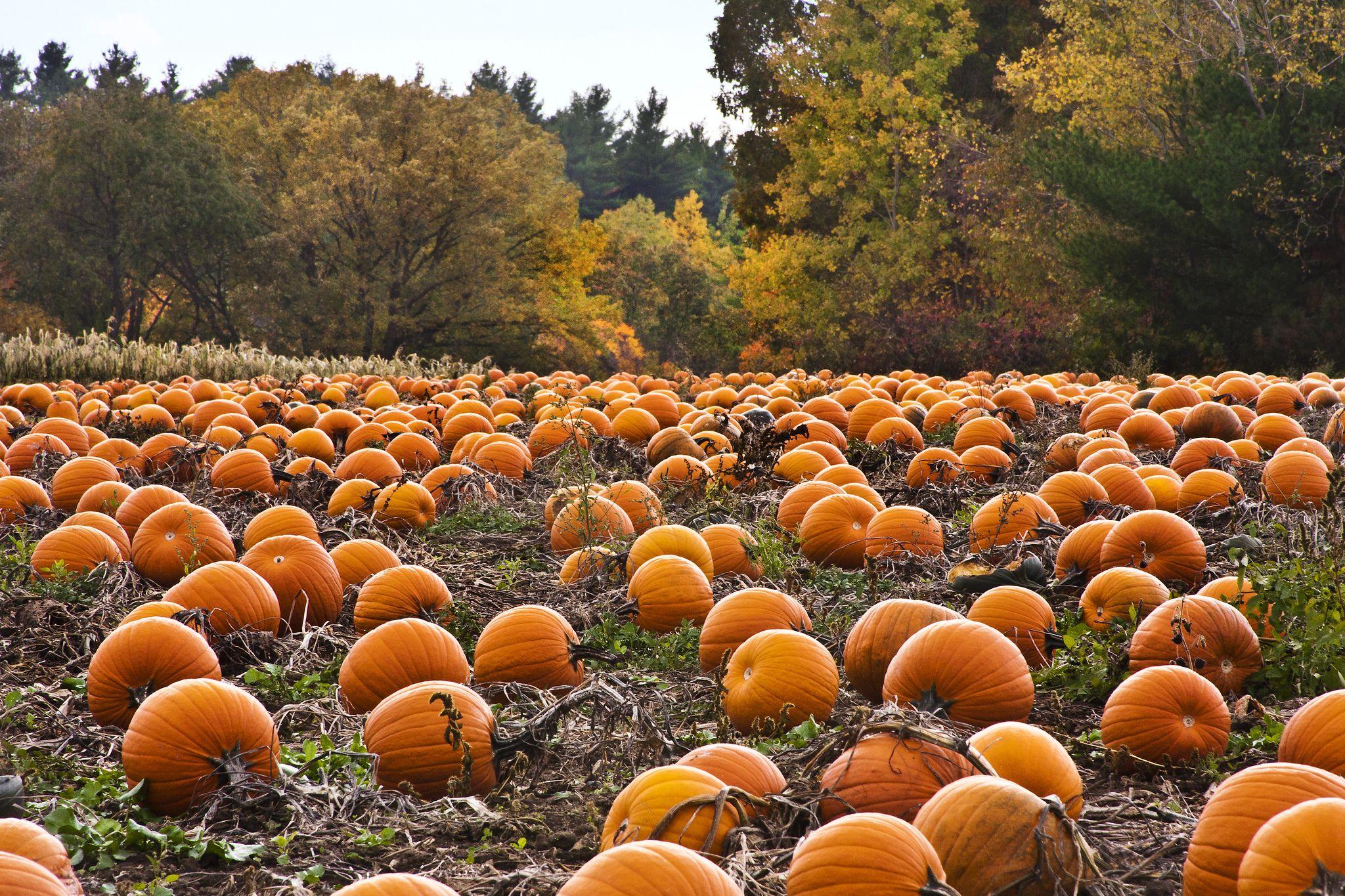 Pumpkin Patch Wallpapers 4k, HD Pumpkin Patch Backgrounds on WallpaperBat