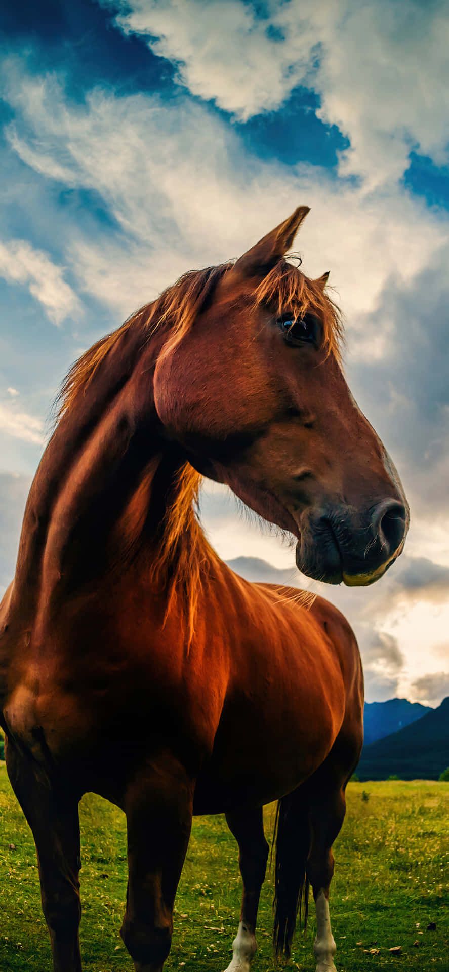 Horse iPhone Wallpapers - 4k, HD Horse iPhone Backgrounds on WallpaperBat