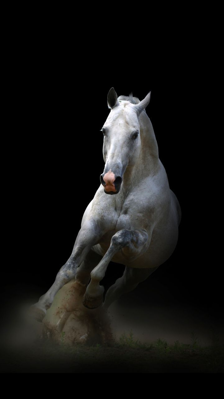 Horse iPhone Wallpapers - 4k, HD Horse iPhone Backgrounds on WallpaperBat