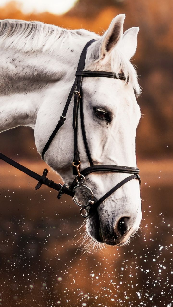 Horse Phone Wallpapers - 4k, HD Horse Phone Backgrounds on WallpaperBat