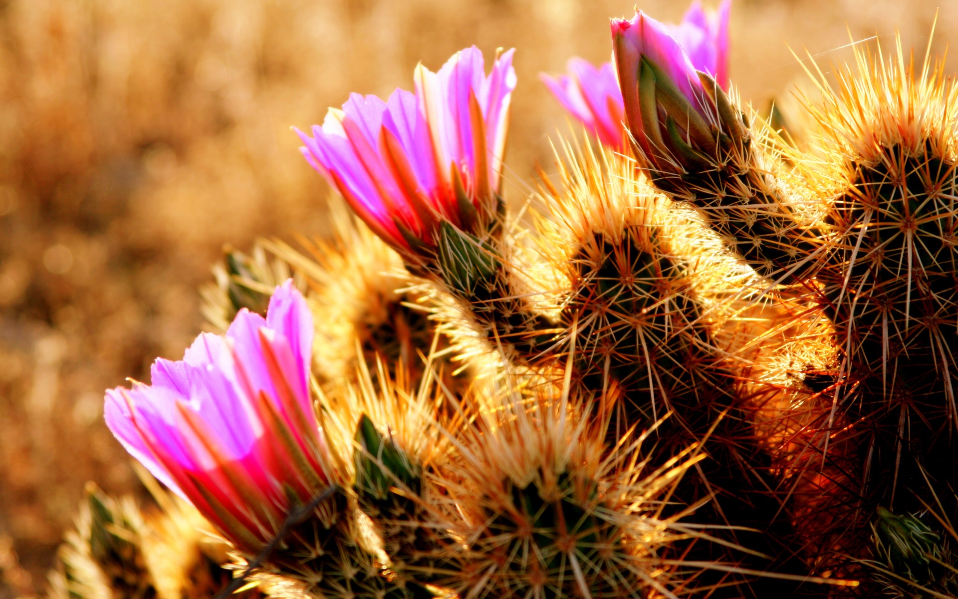 Desert Flowers Wallpapers - 4k, HD Desert Flowers Backgrounds on