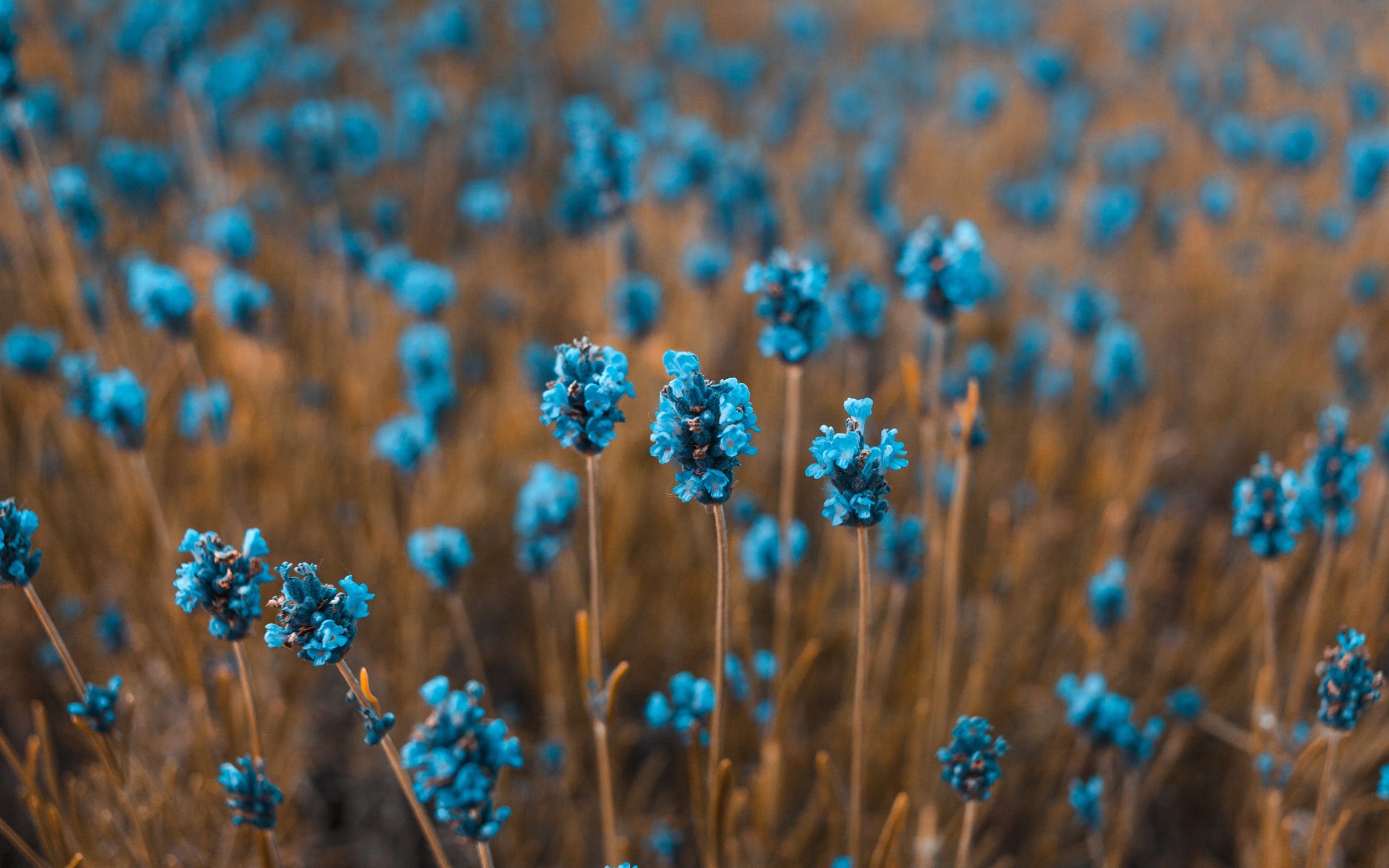 Blue Flower Wallpapers - 4k, HD Blue Flower Backgrounds on WallpaperBat