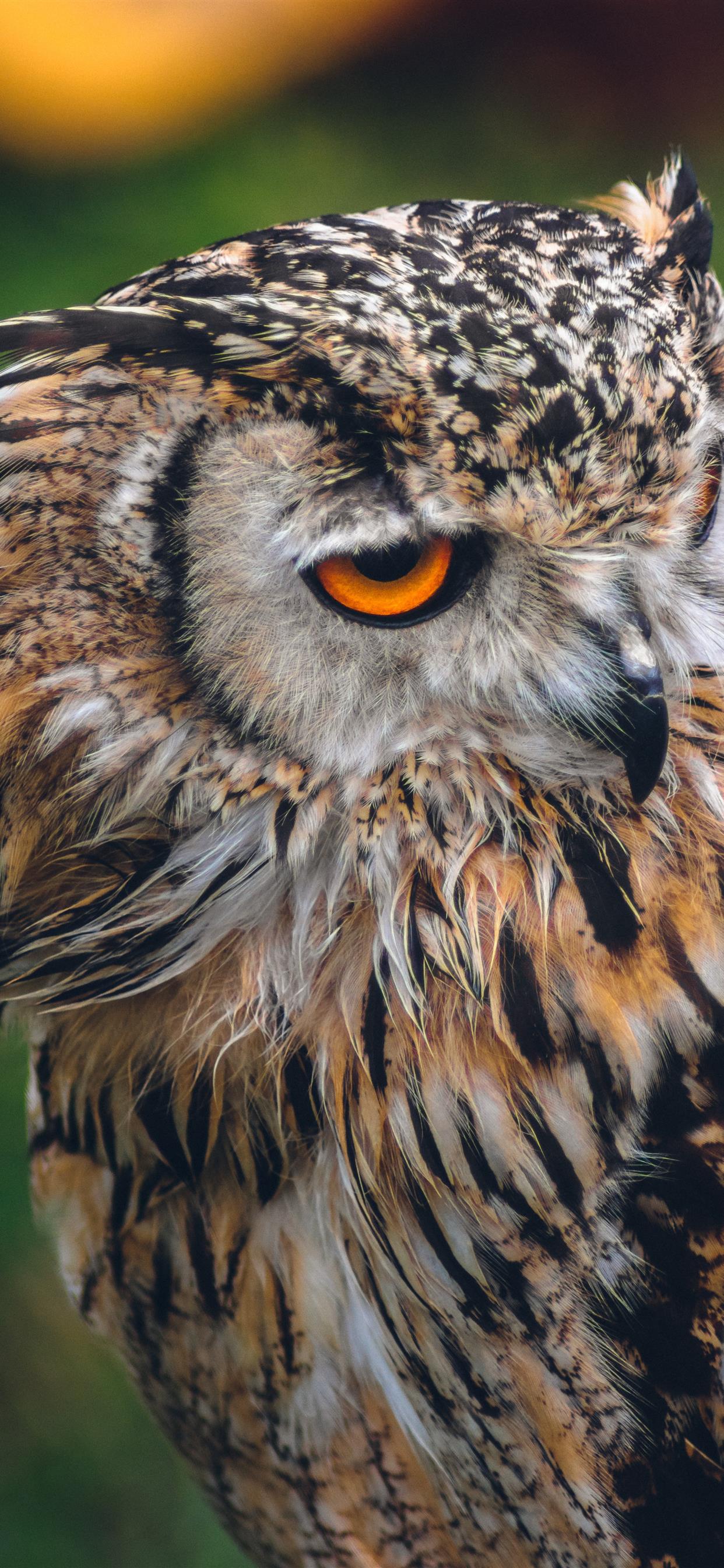 Owl iPhone Wallpapers - 4k, HD Owl iPhone Backgrounds on WallpaperBat