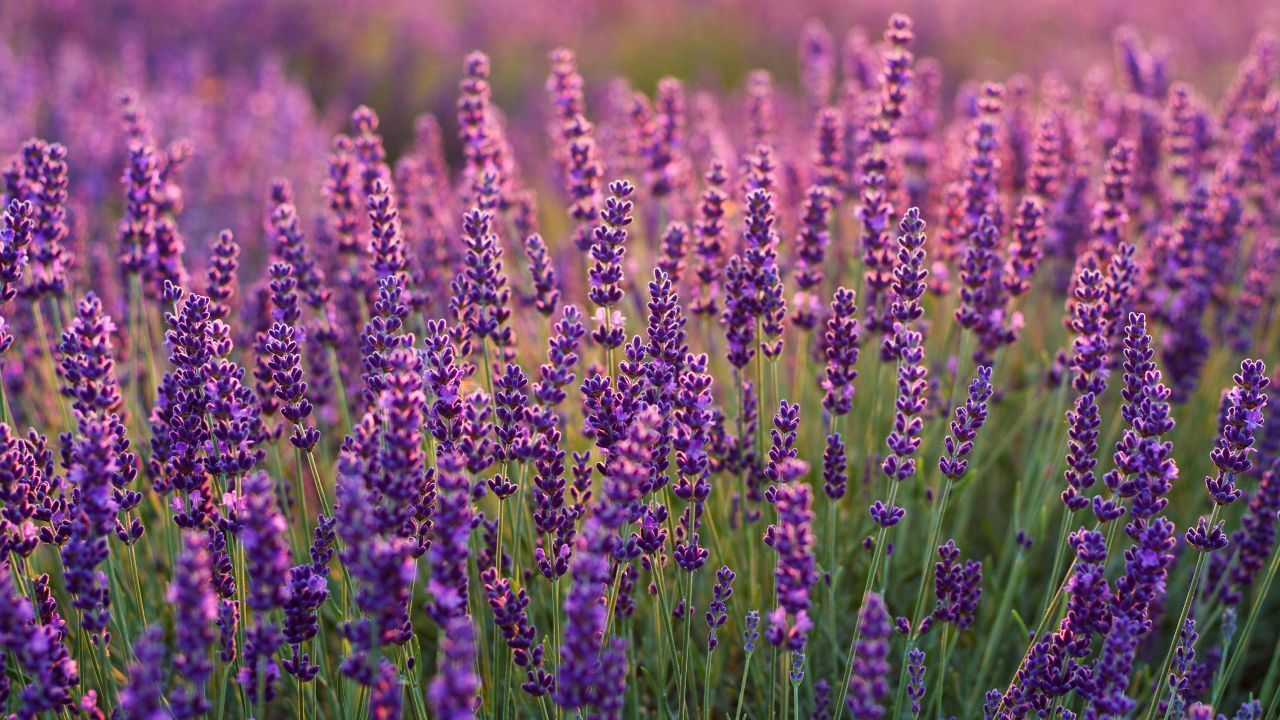 1280x720 Wallpaper Lavender fields, Lavender farm, Purple, HD, Flowers ... Wallpaper