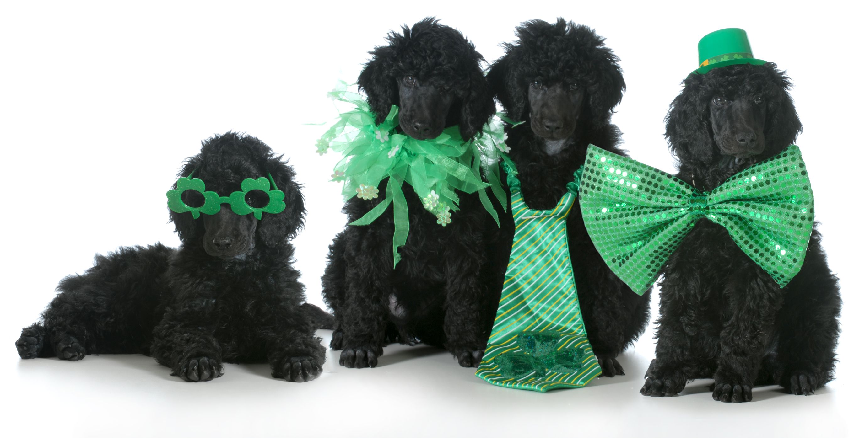 animal st patricks day cards