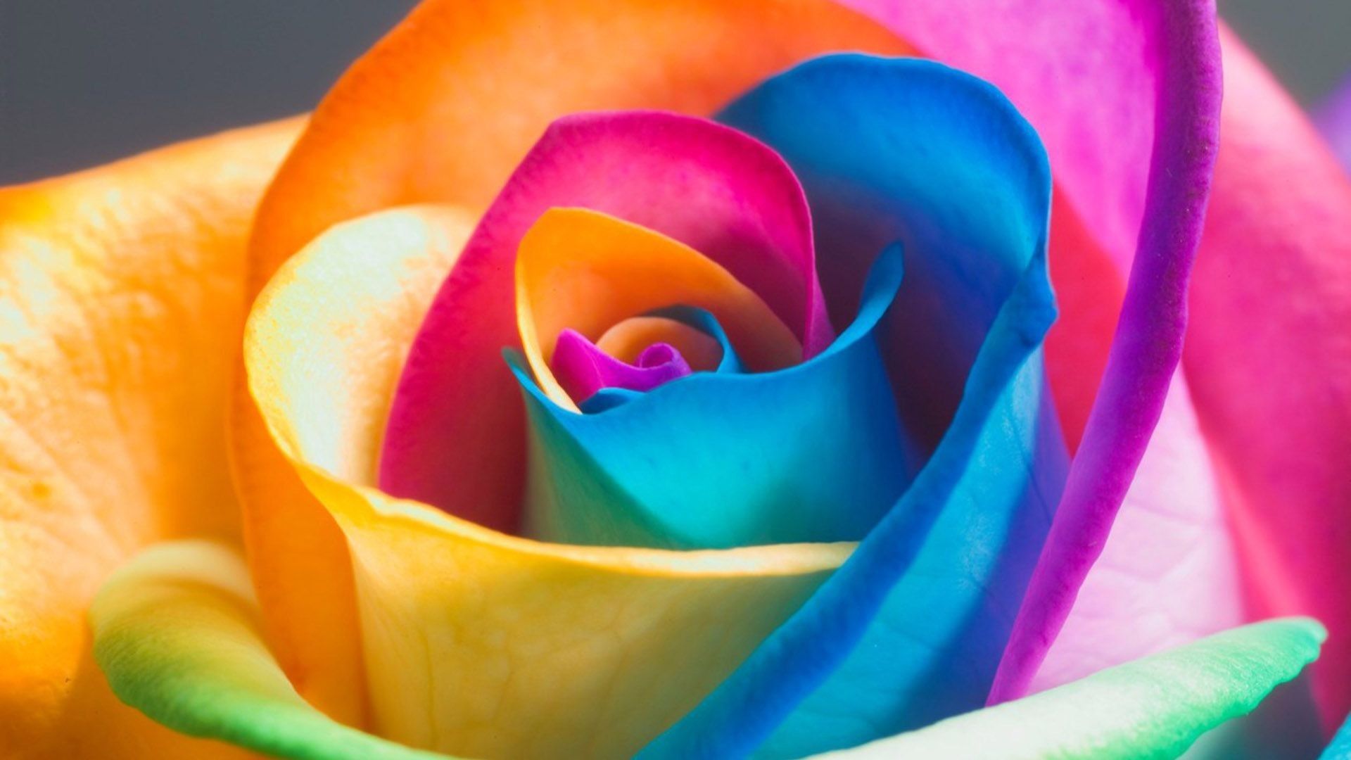 Rainbow Roses Wallpapers 4k Hd Rainbow Roses Backgrounds On Wallpaperbat
