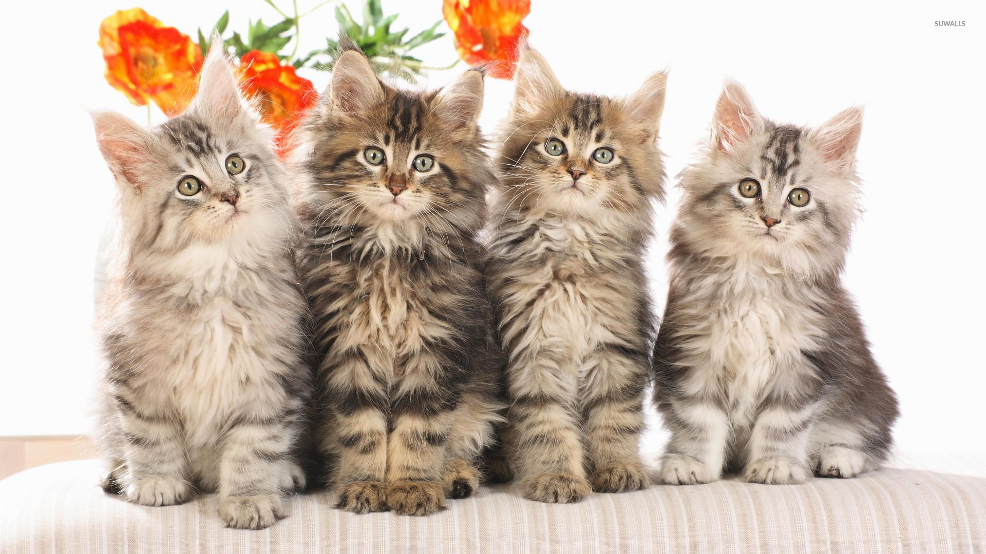 Fluffy Kitten Wallpapers - 4k, HD Fluffy Kitten Backgrounds on WallpaperBat