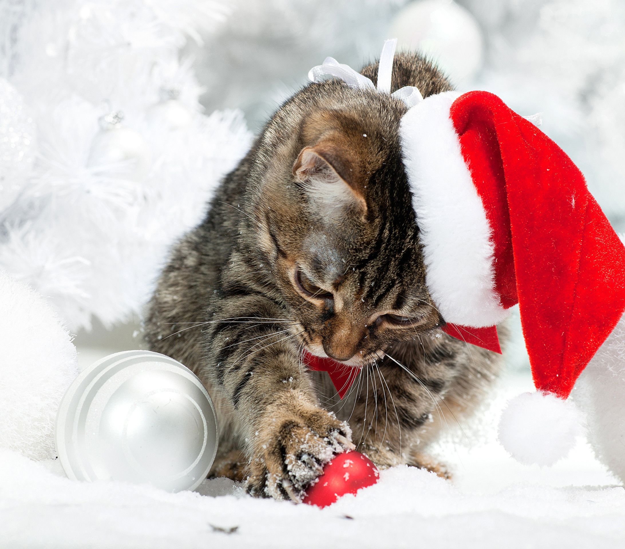 Kitten Winter Wallpapers - 4k, HD Kitten Winter Backgrounds on WallpaperBat