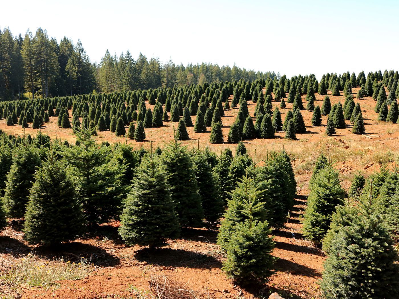 Farming tree