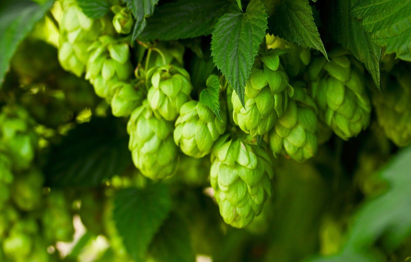 Hops Wallpapers - 4k, HD Hops Backgrounds on WallpaperBat