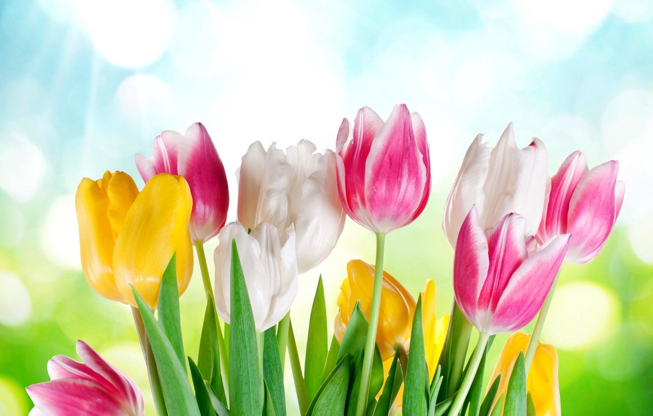 Sunshine Spring Wallpapers - 4k, HD Sunshine Spring Backgrounds on ...