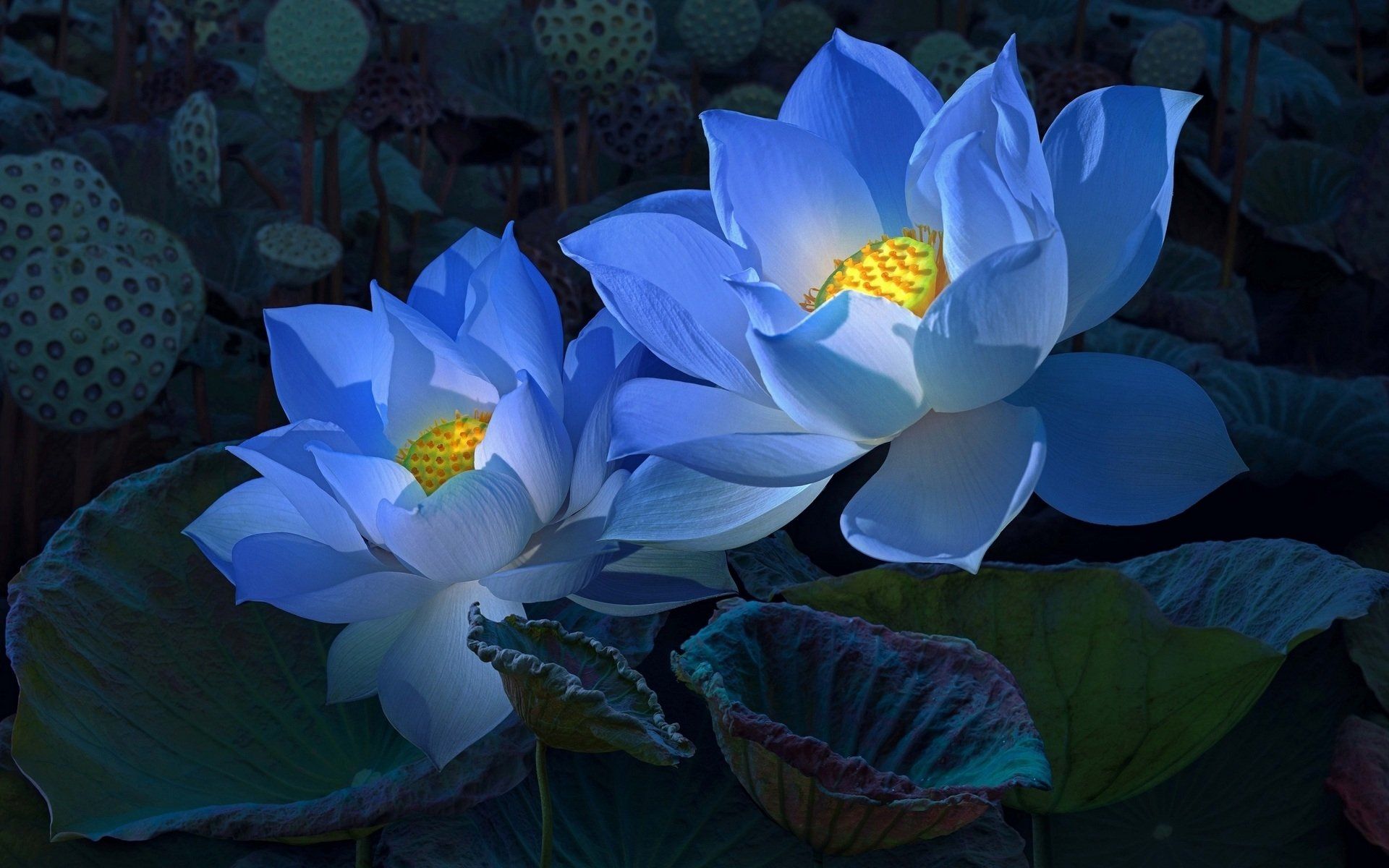 Lotus Flowers Wallpapers - 4k, HD Lotus Flowers Backgrounds on WallpaperBat