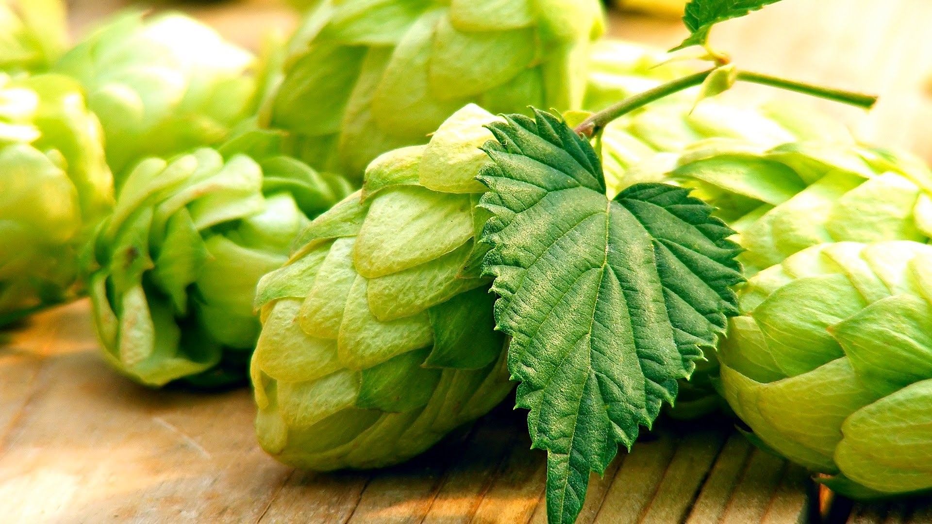 Hops Wallpapers - 4k, HD Hops Backgrounds on WallpaperBat