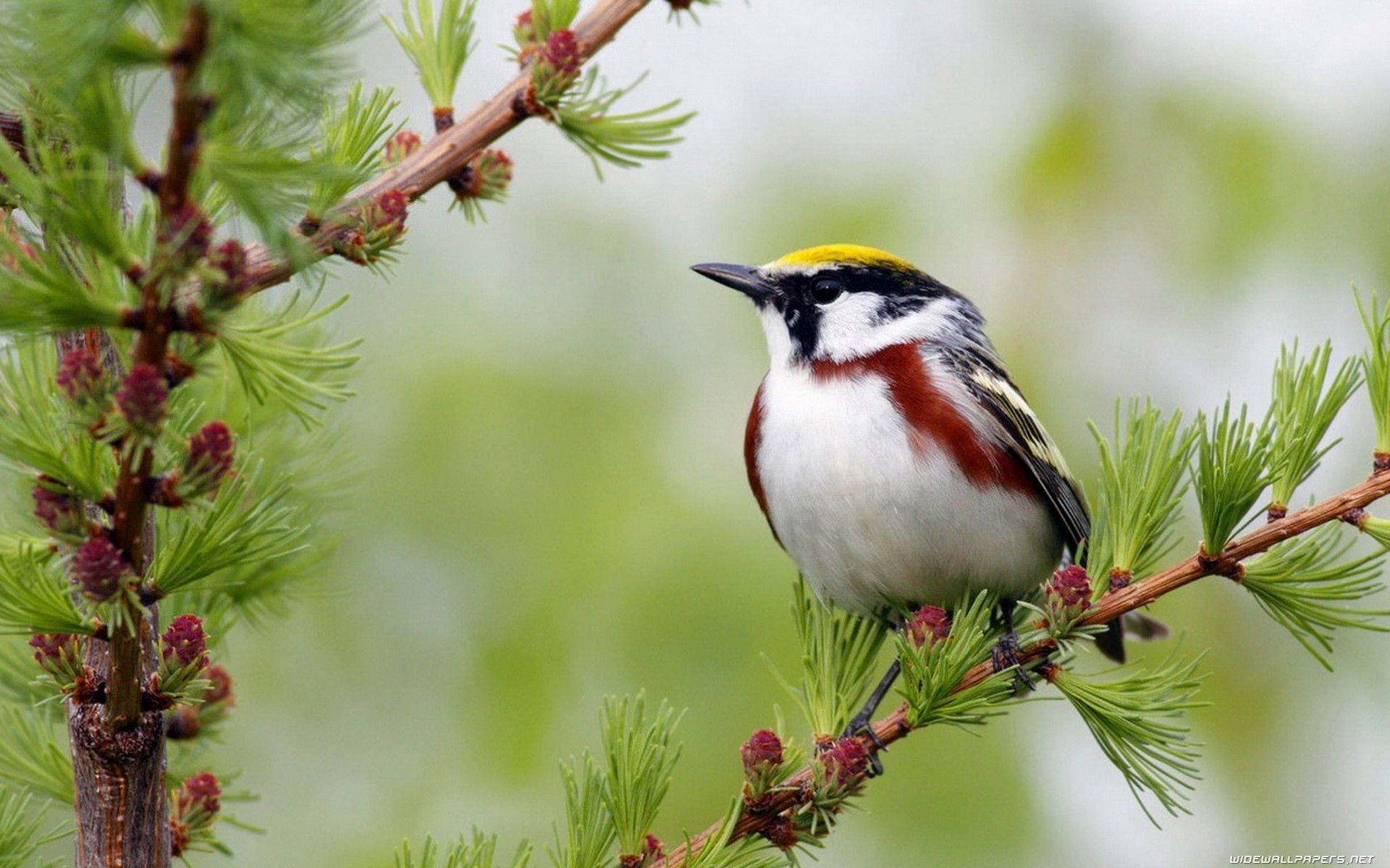 Cute Spring Birds Wallpapers - 4k, HD Cute Spring Birds Backgrounds on ...