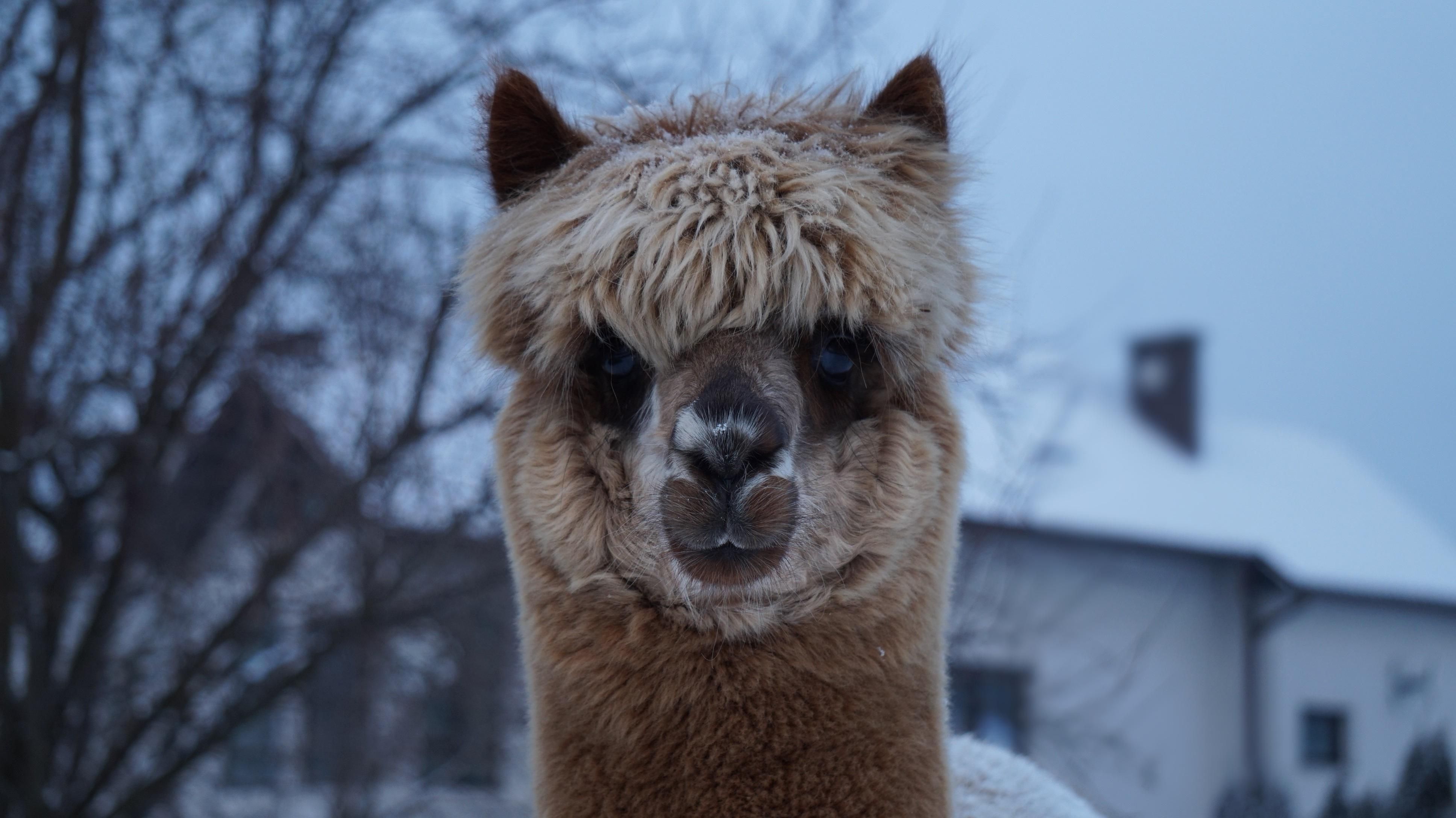 Коричневая лама