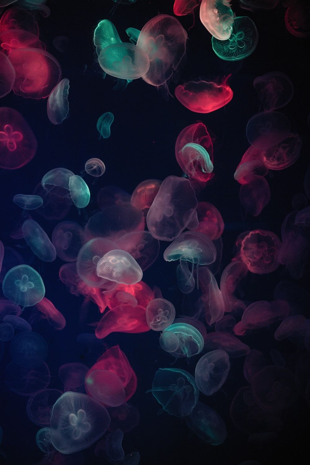 Live Jellyfish Wallpapers - 4k, HD Live Jellyfish Backgrounds on