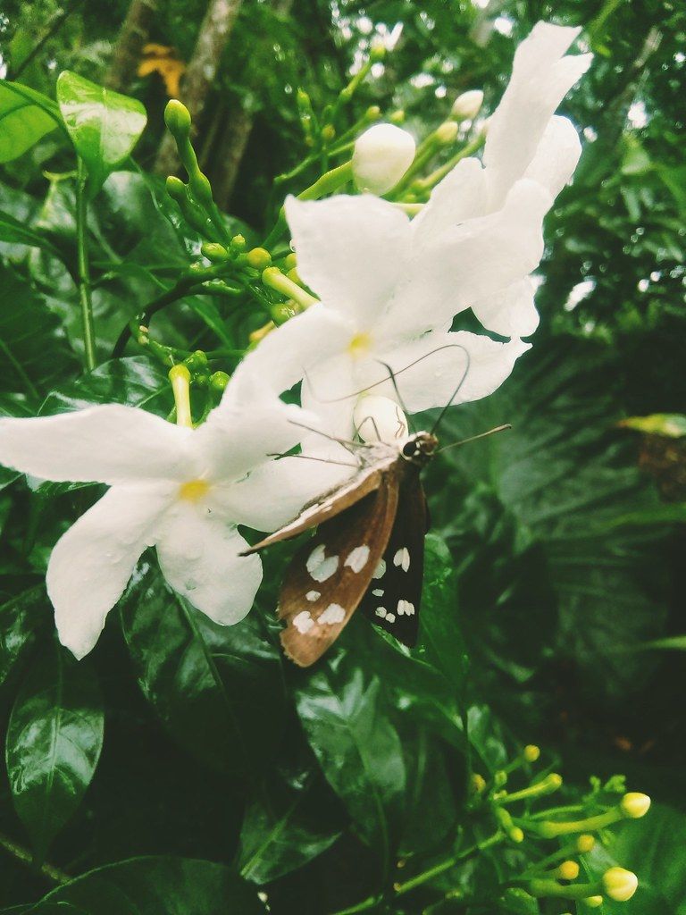 Gardenia Flower Wallpapers - 4k, HD Gardenia Flower Backgrounds on