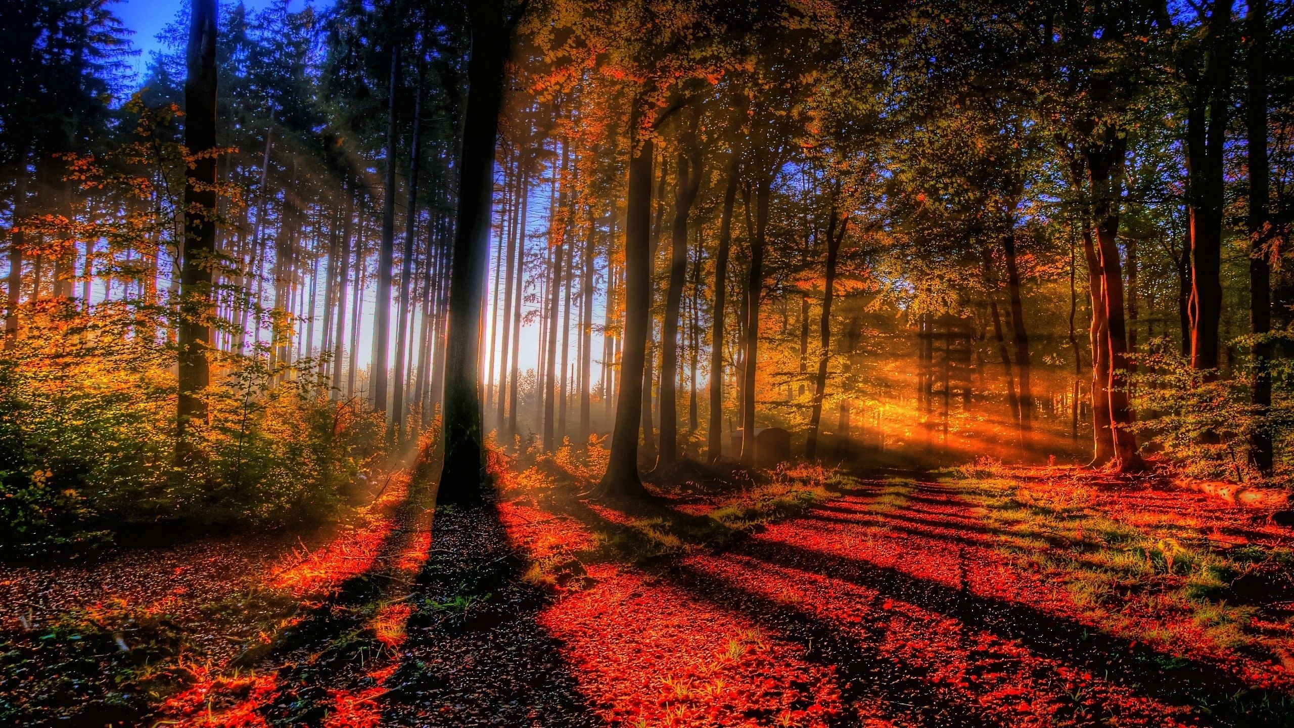 Fall Forest Wallpapers K Hd Fall Forest Backgrounds On Wallpaperbat