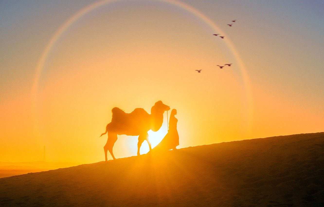 1332x850 Wallpaper girl, the sun, sunset, desert, the evening, camel on WallpaperBat