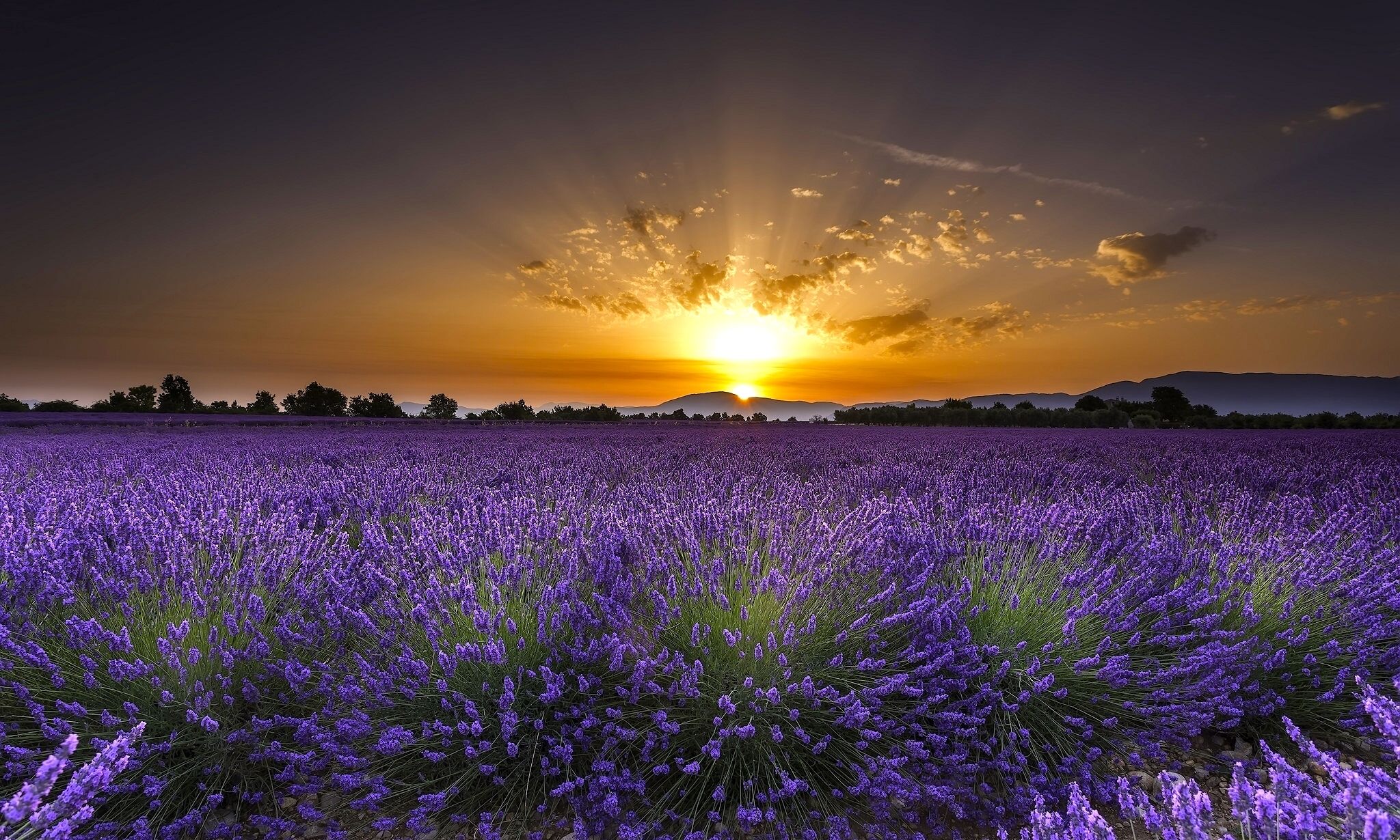 2048x1230 Lavender fields in Guadalajara, Spain Desktop Wallpapers FREE on ... Wallpaper