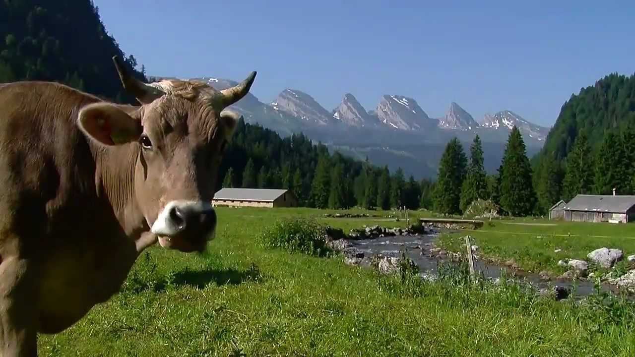 Swiss Cows Wallpapers 4k Hd Swiss Cows Backgrounds On