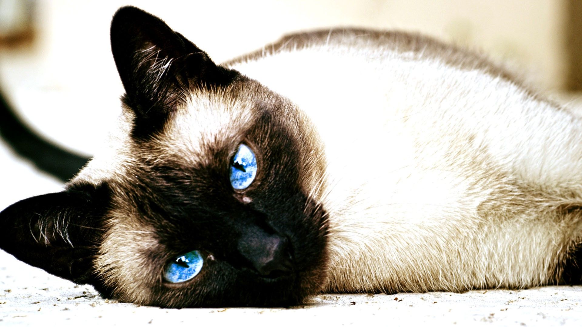 Siamese Cat Wallpapers 4k Hd Siamese Cat Backgrounds On Wallpaperbat