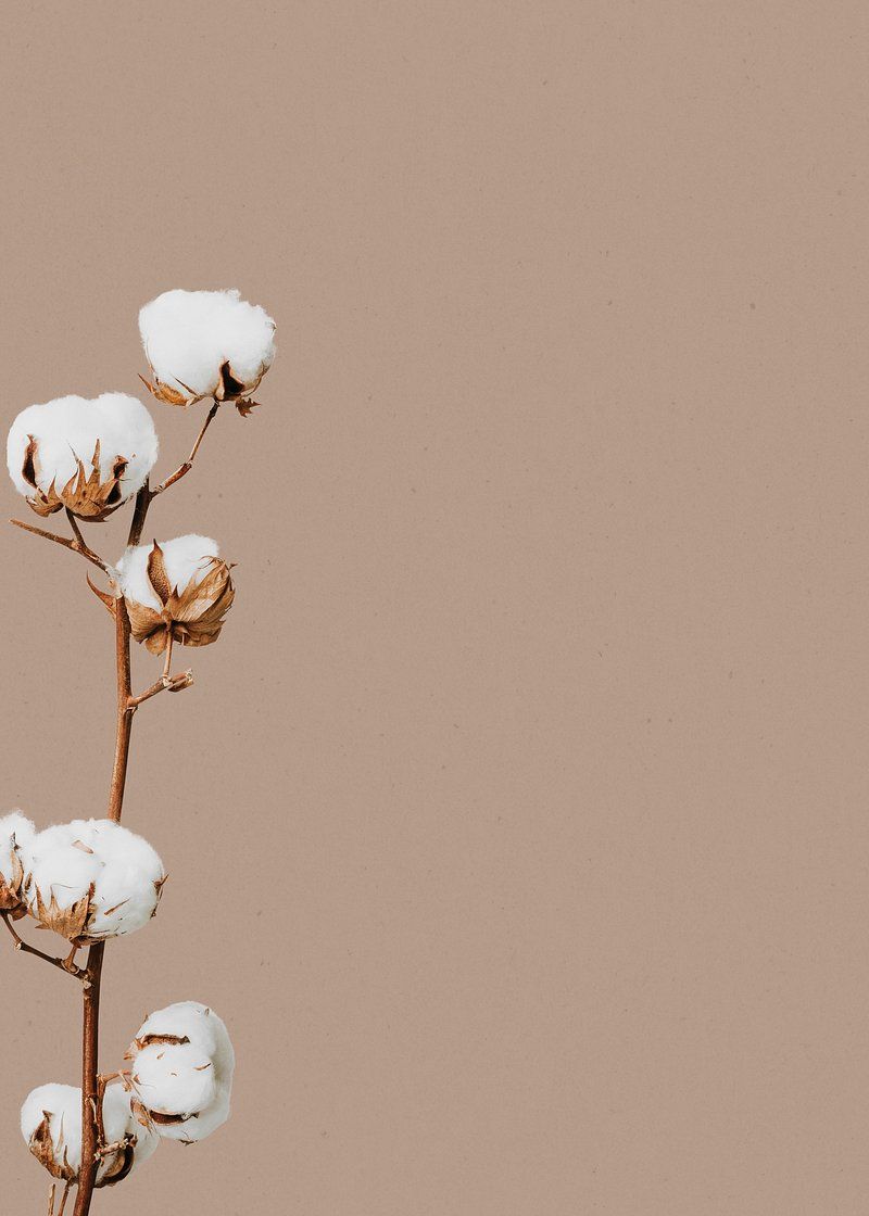 Minimal Flower Wallpapers - 4k, HD Minimal Flower Backgrounds on ...