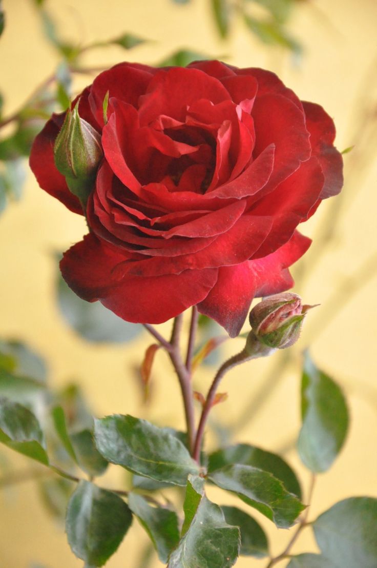 736x1108 gousicteco: Most Beautiful Red Rose Flowers In The World Image on WallpaperBat