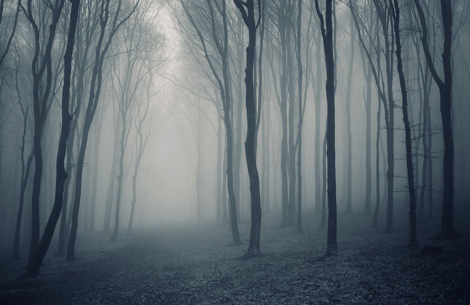 Misty Forest Wallpapers - 4k, HD Misty Forest Backgrounds on WallpaperBat