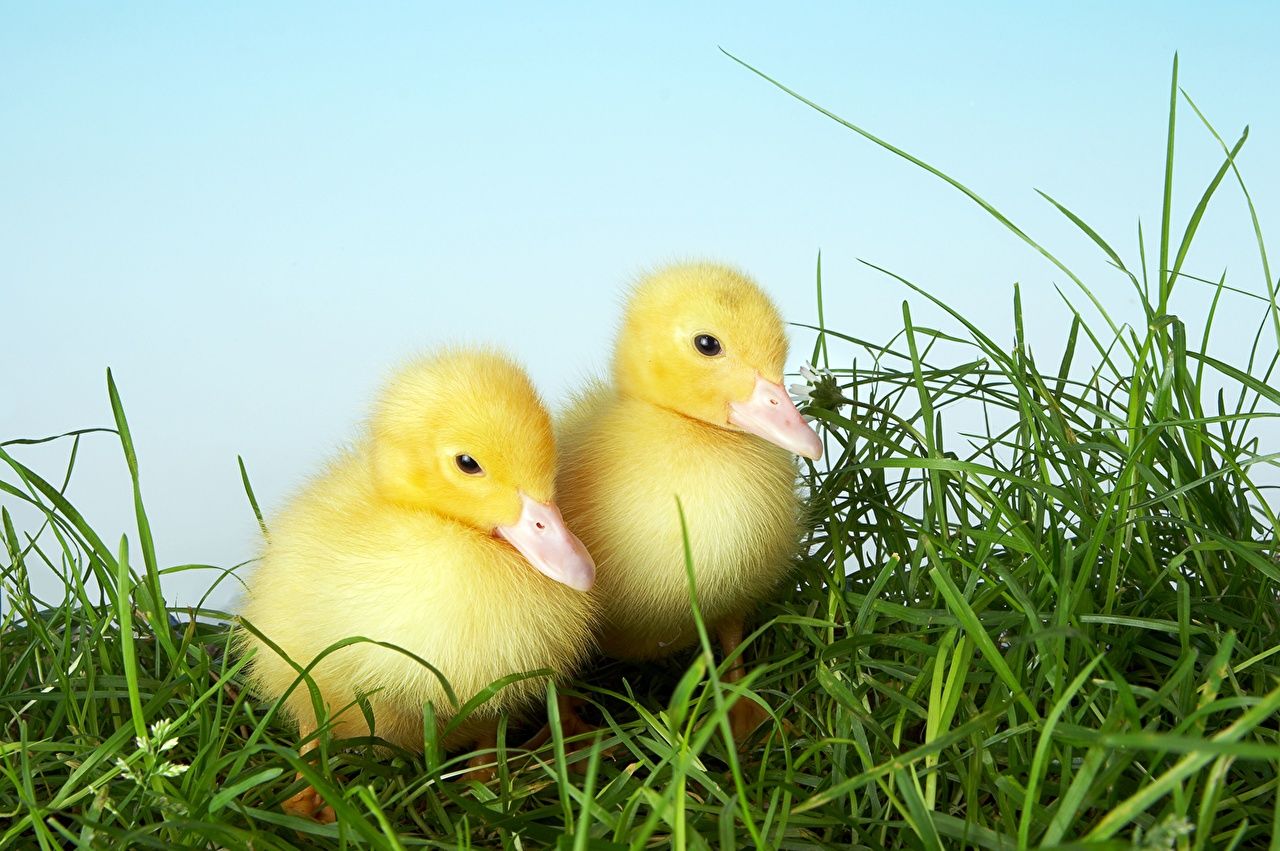 Easter Ducks Wallpapers - 4k, HD Easter Ducks Backgrounds on WallpaperBat