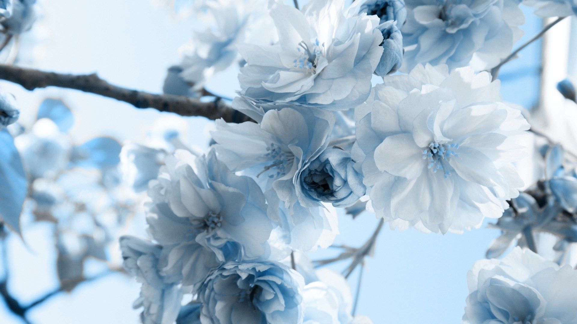 Light Blue Flower Wallpapers 4k HD Light Blue Flower Backgrounds on