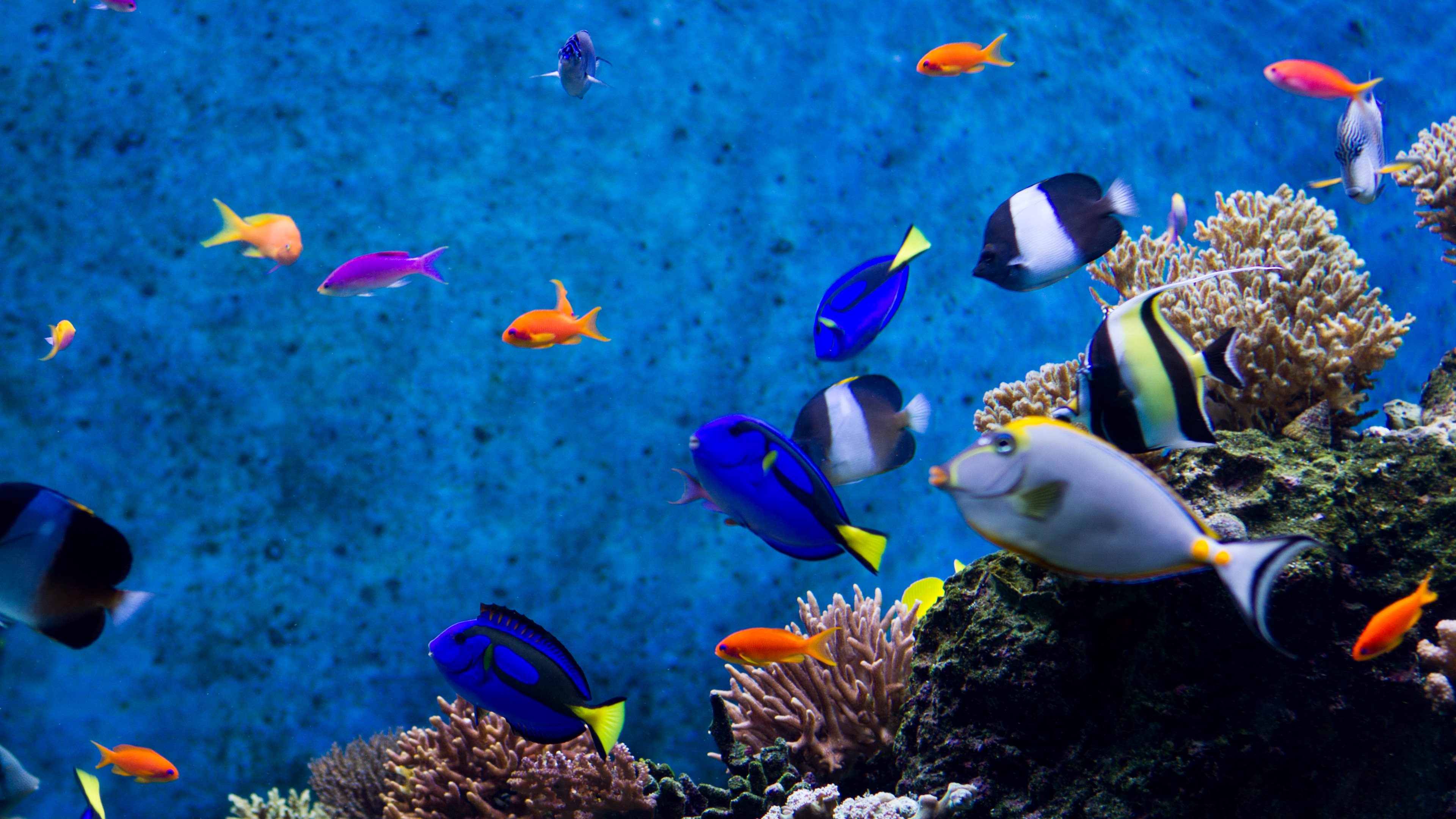 aquarium 4k mac desktop