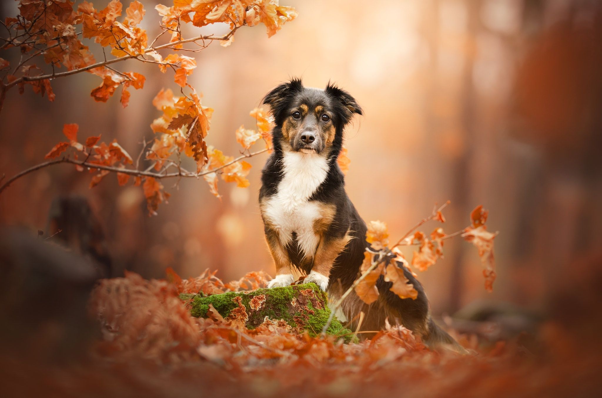 Autumn Dog Wallpapers - 4k, HD Autumn Dog Backgrounds on WallpaperBat