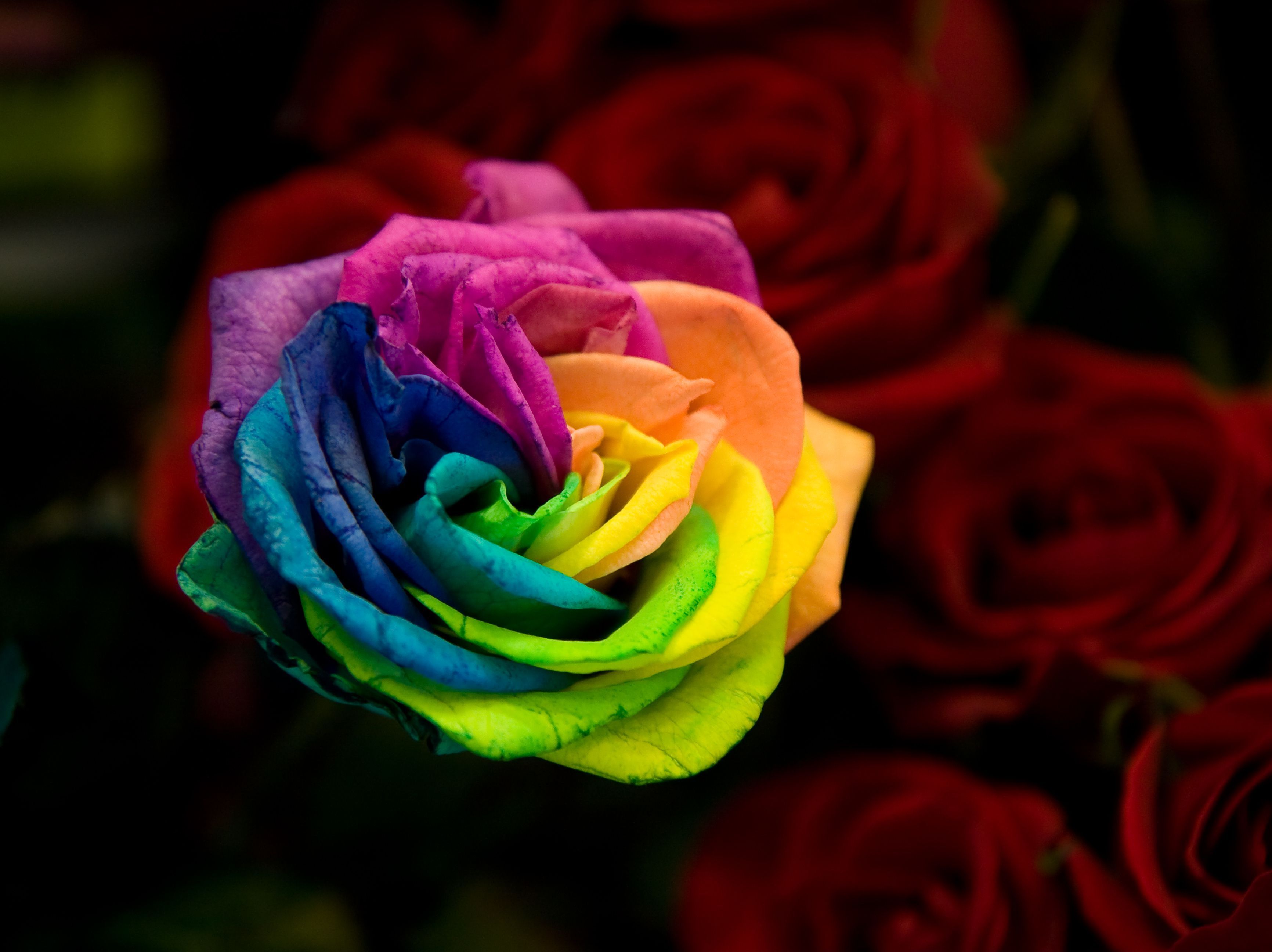 Rainbow Roses Wallpapers - 4k, HD Rainbow Roses Backgrounds on WallpaperBat