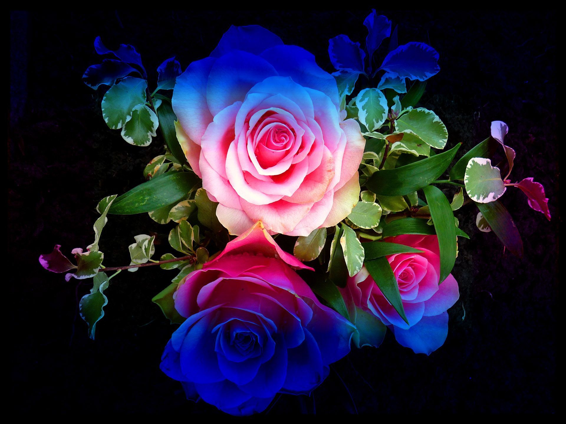 Blue And Pink Rose Wallpapers 4k Hd Blue And Pink Rose Backgrounds