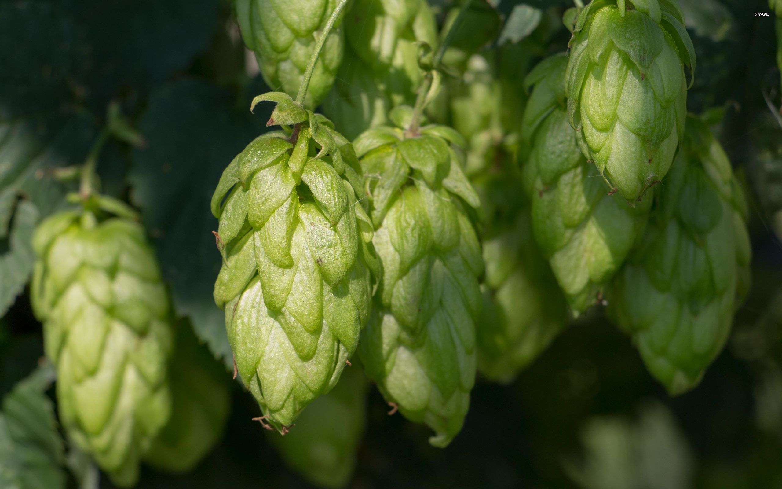 Hops Wallpapers - 4k, HD Hops Backgrounds on WallpaperBat