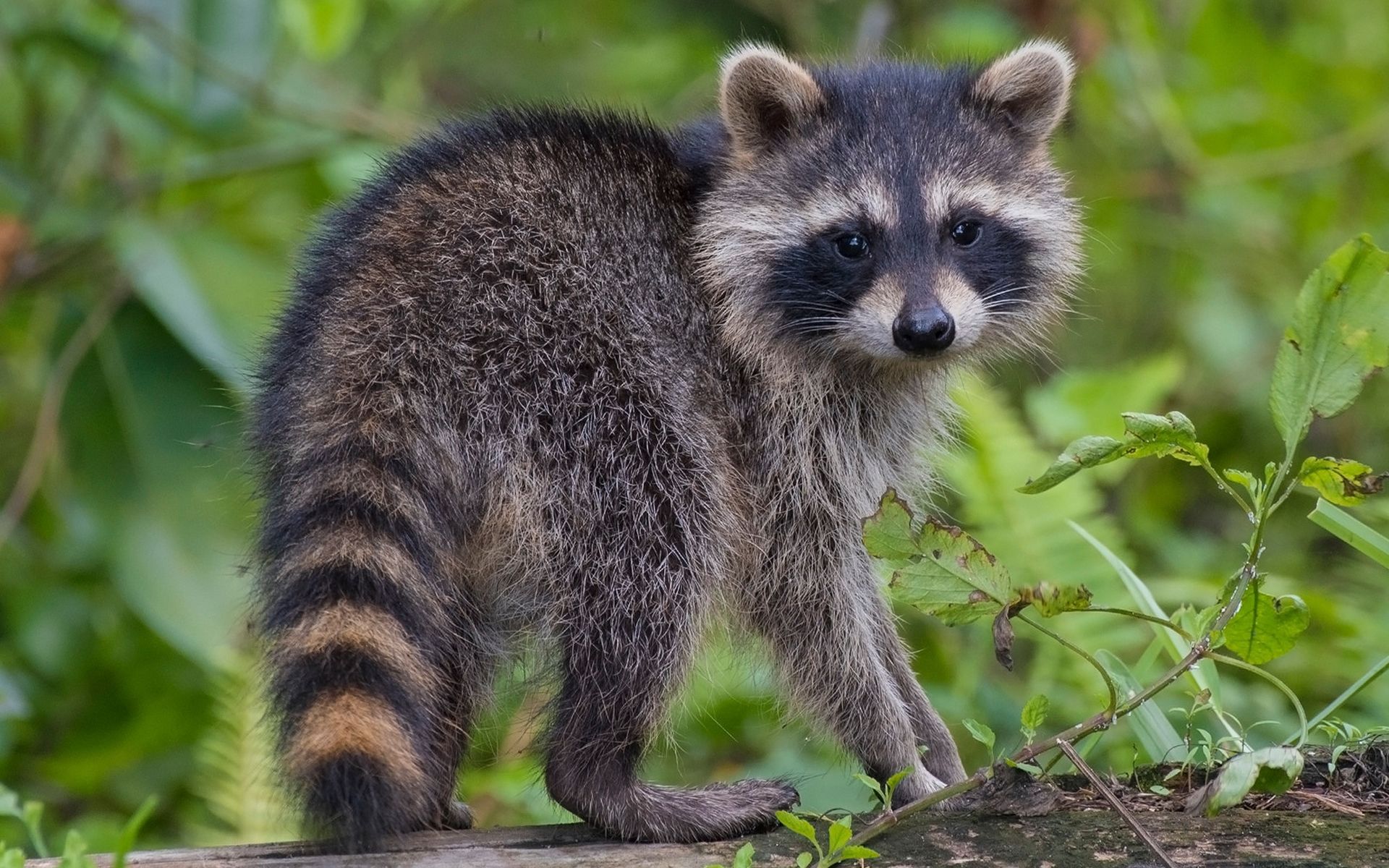 raccoon-desktop-wallpapers-4k-hd-raccoon-desktop-backgrounds-on