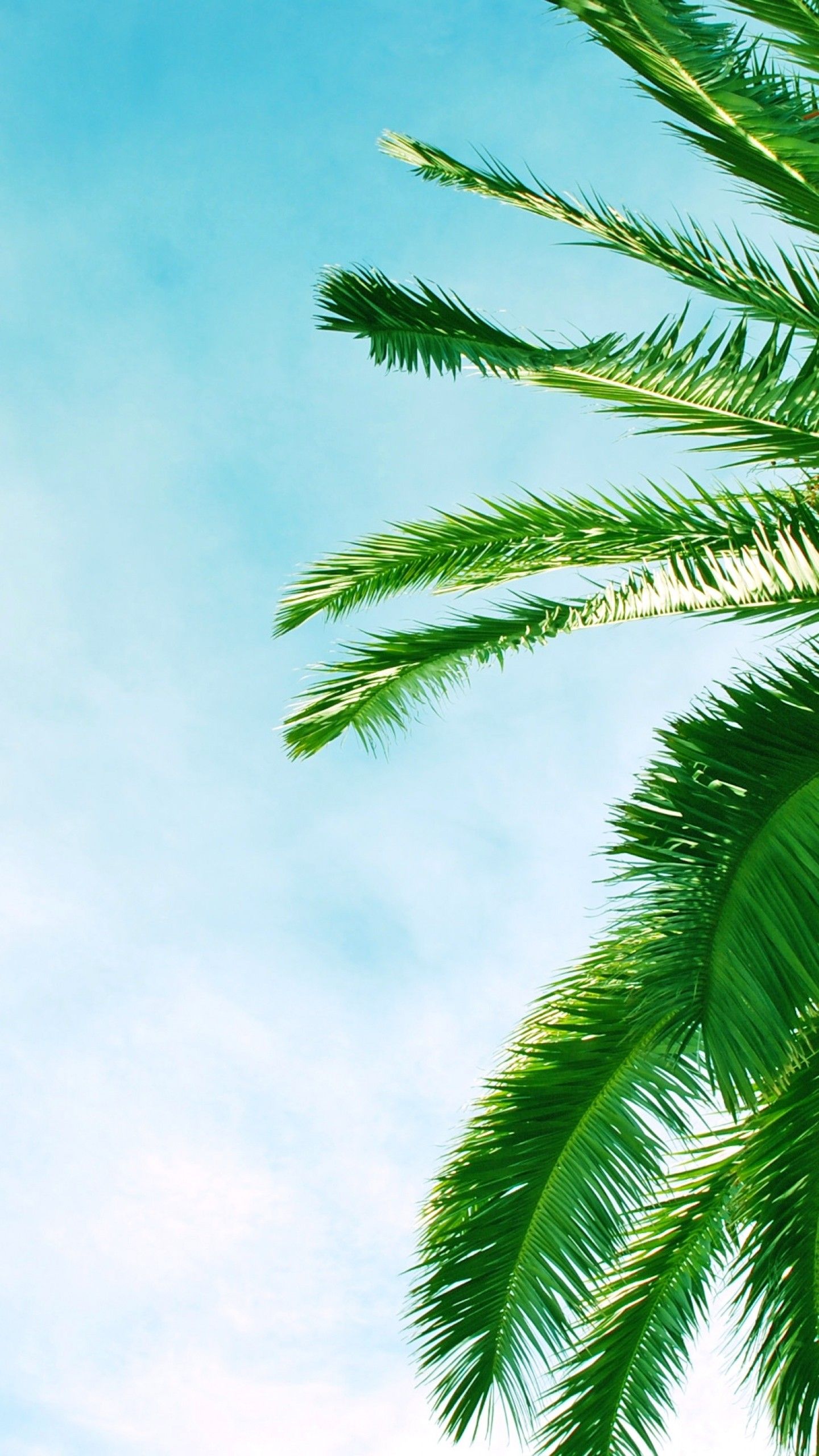 Palm Tree Leaves Wallpapers - 4k, HD Palm Tree Leaves Backgrounds on
